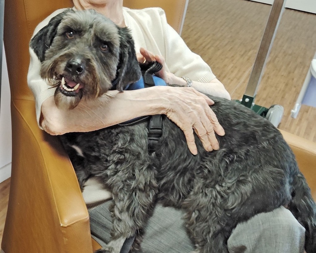 Le club SPECA forme les duos et organise des visites avec des chiens-visiteurs aux personnes dans les établissements de soin, maison de retraite etc…