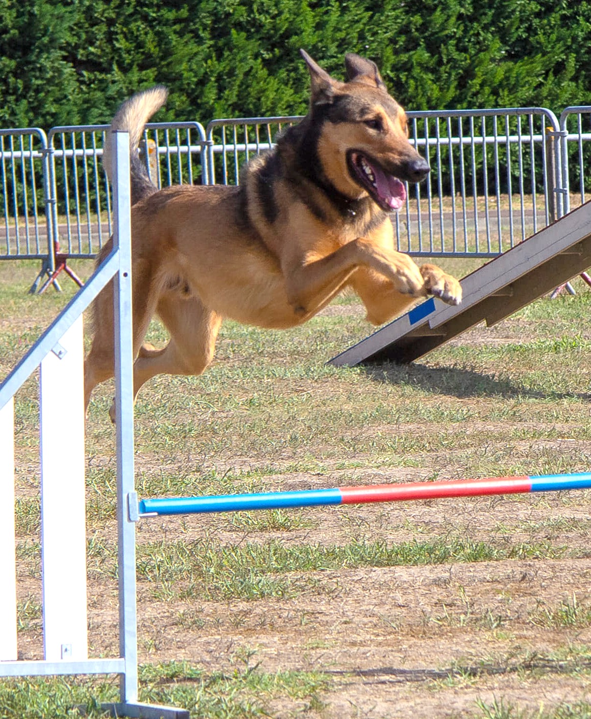 La club canin SPECA propose l'Agility où la coordination maître-chien est reine pour franchir des obstacles dans une ambiance dynamique.