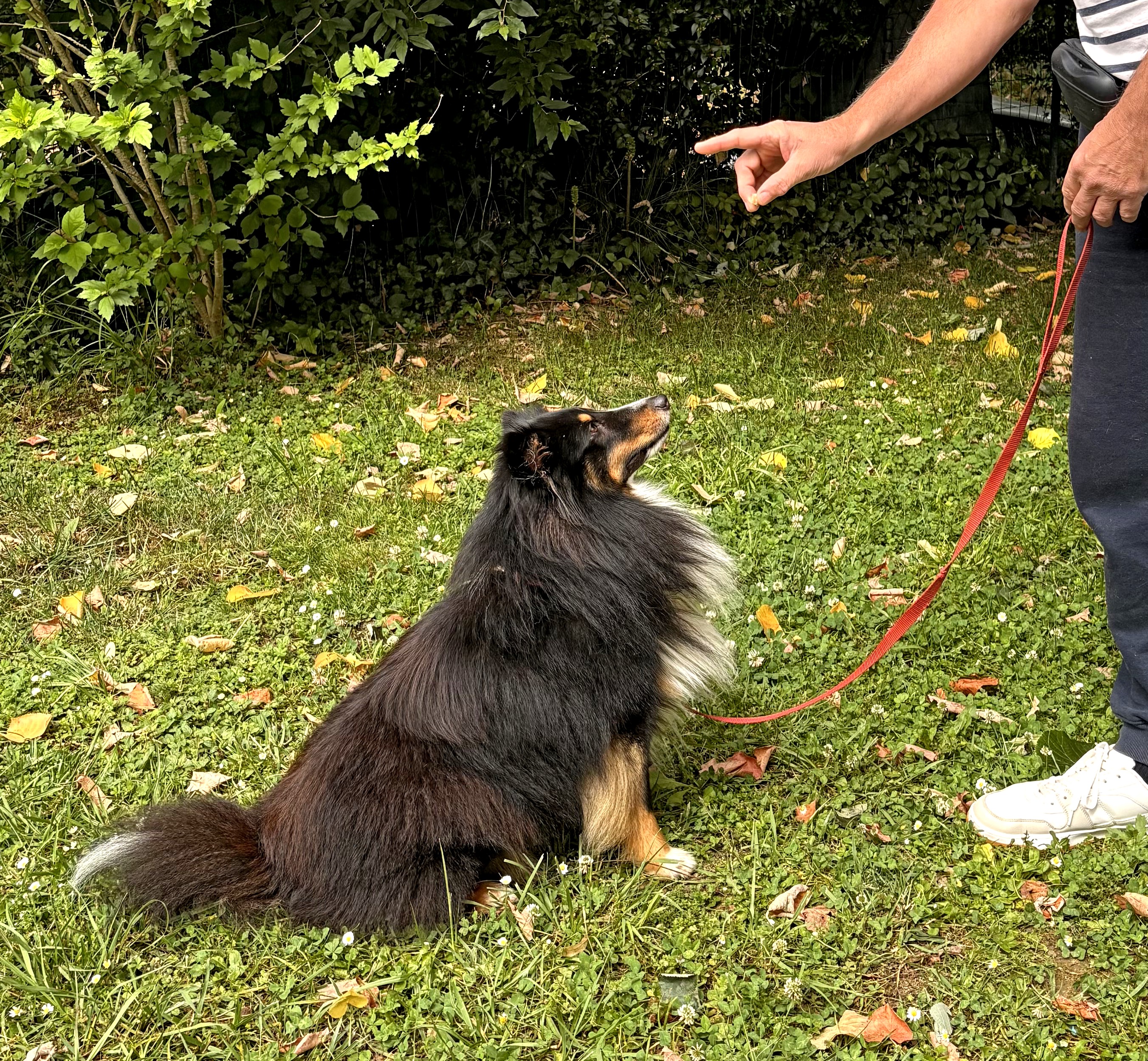 Cours d'éducation canine au club SPECA
