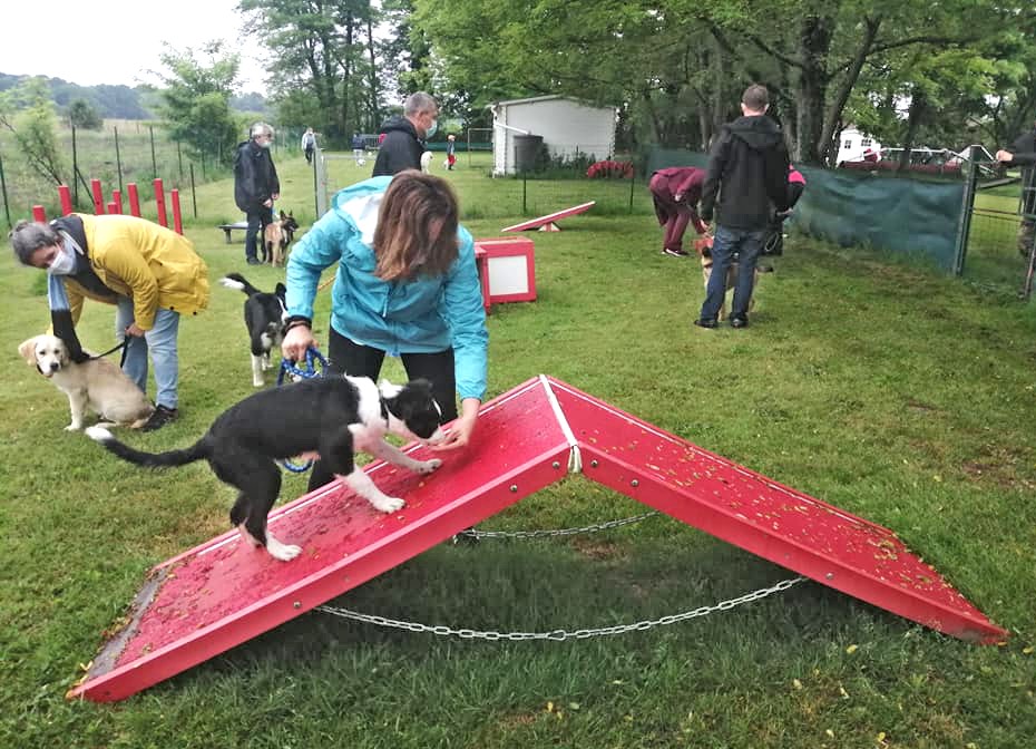 L'éducation des chiots au club SPECA