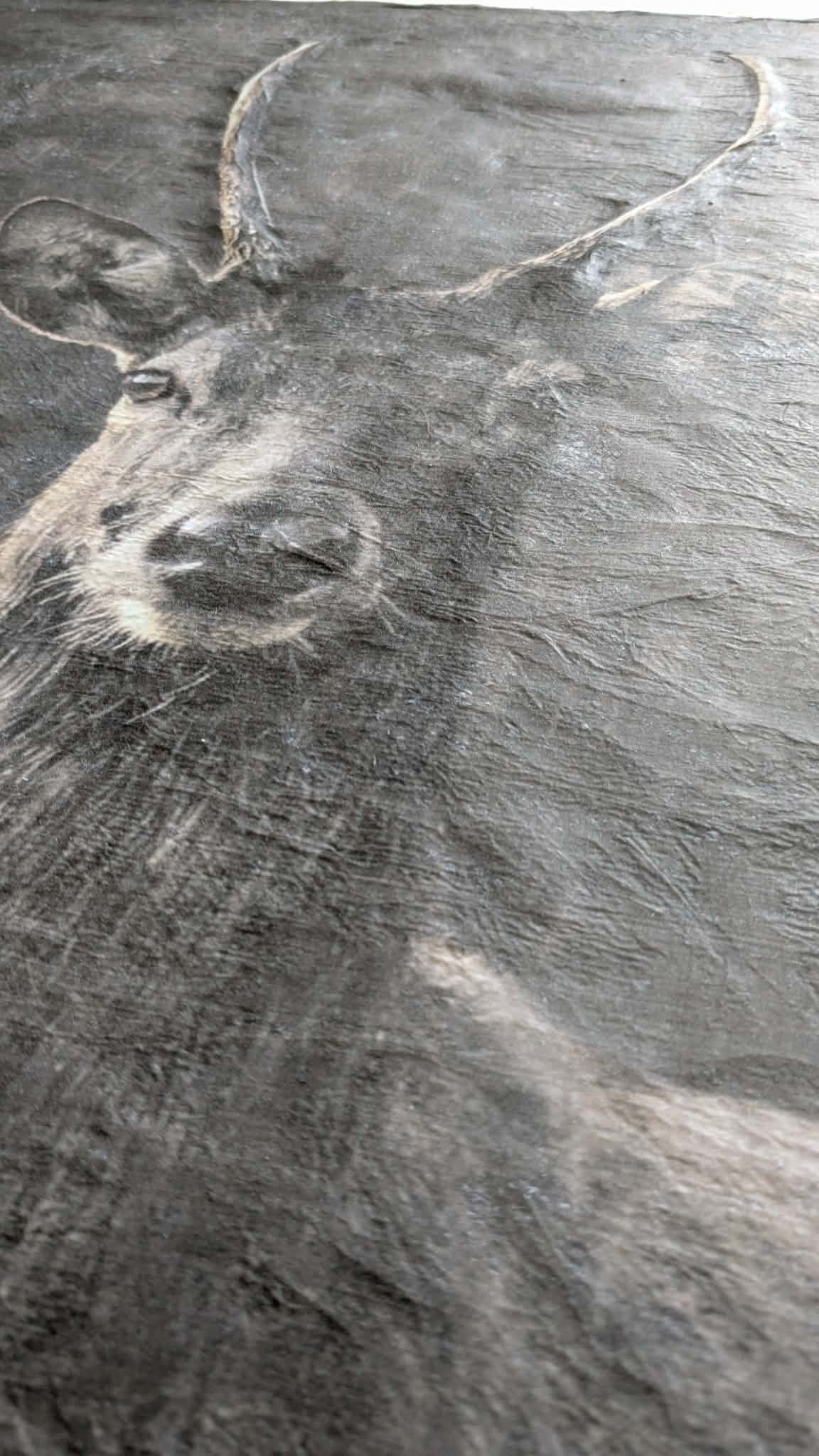 Galerie la trace cerf