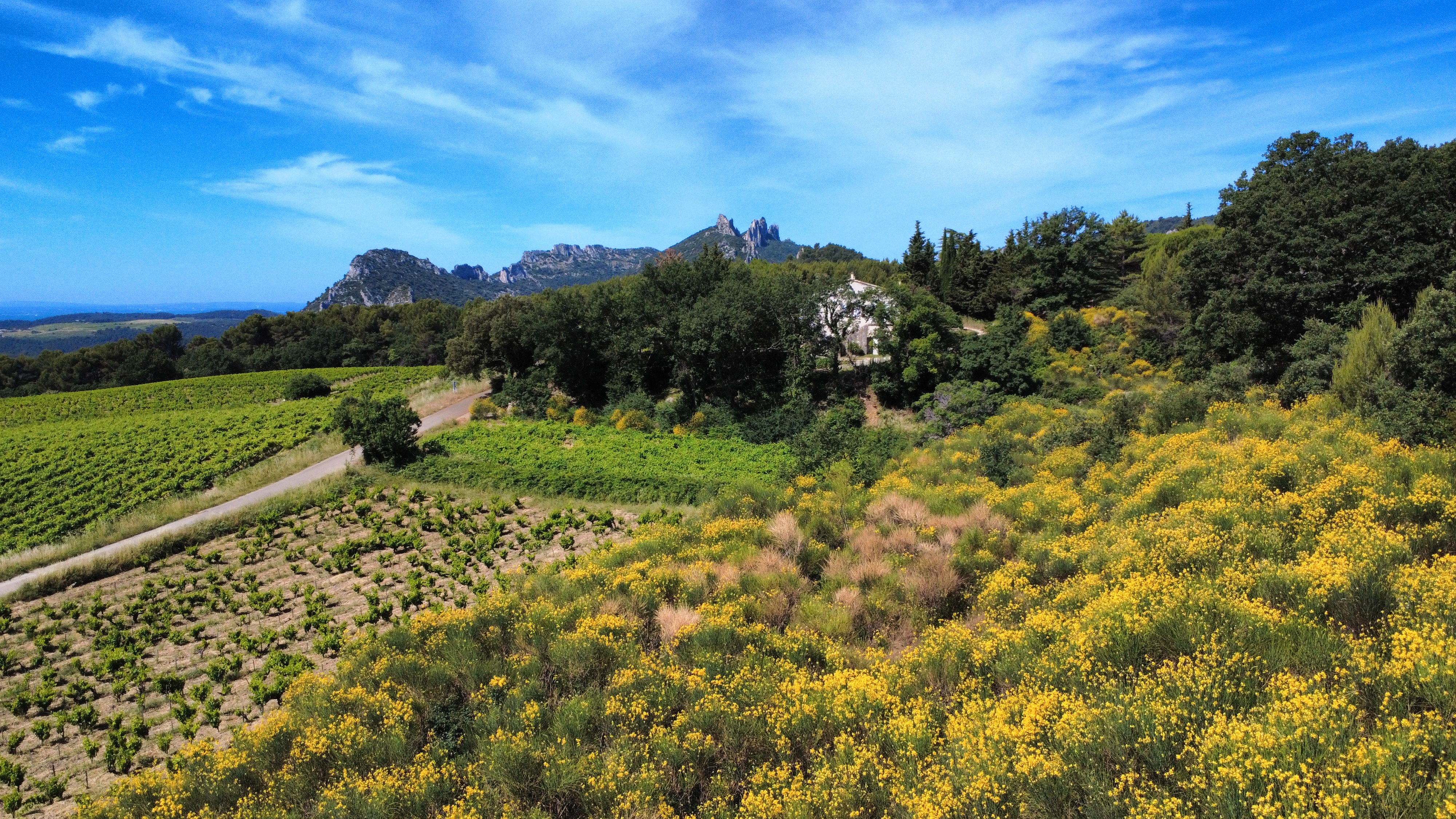 Dentelles-et-vignes