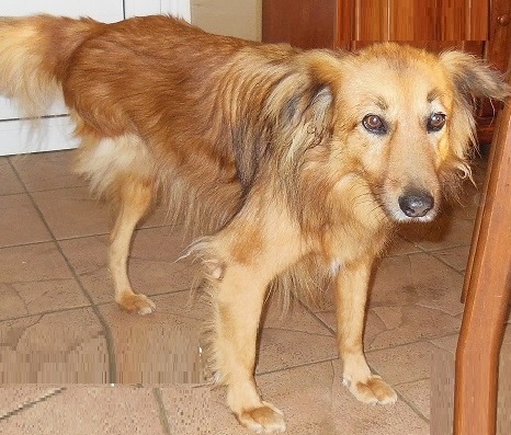 Chien-handicape