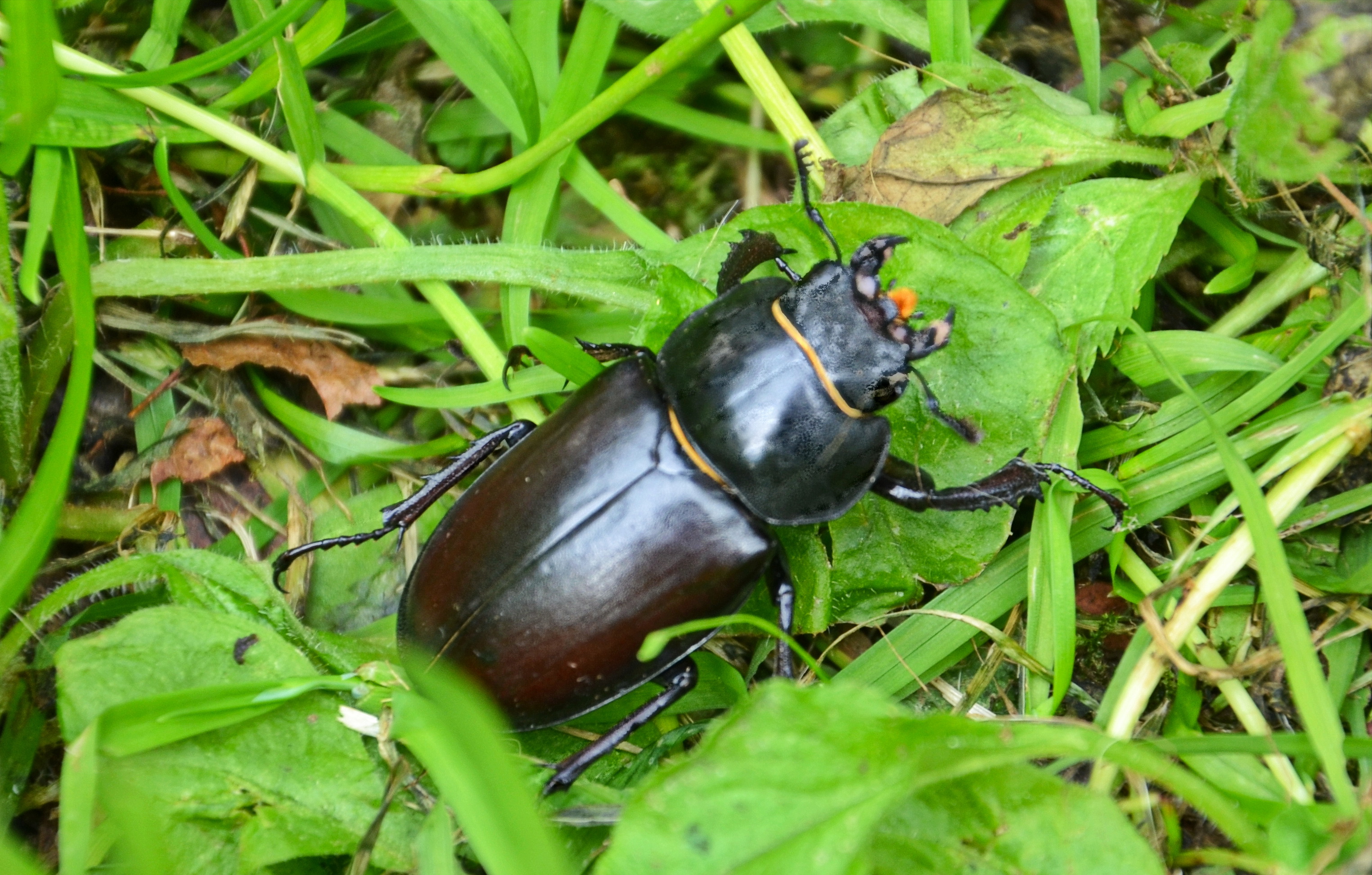 Petite-biche-cordus-parallelepipede