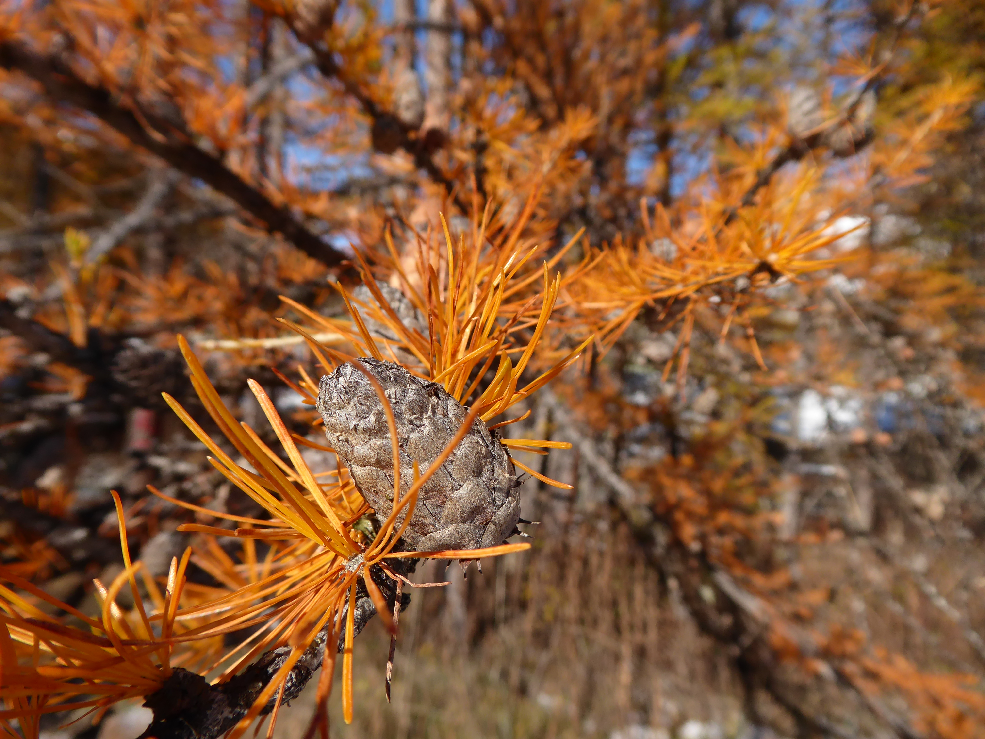 melezes roux automne hautes-alpes Briancon