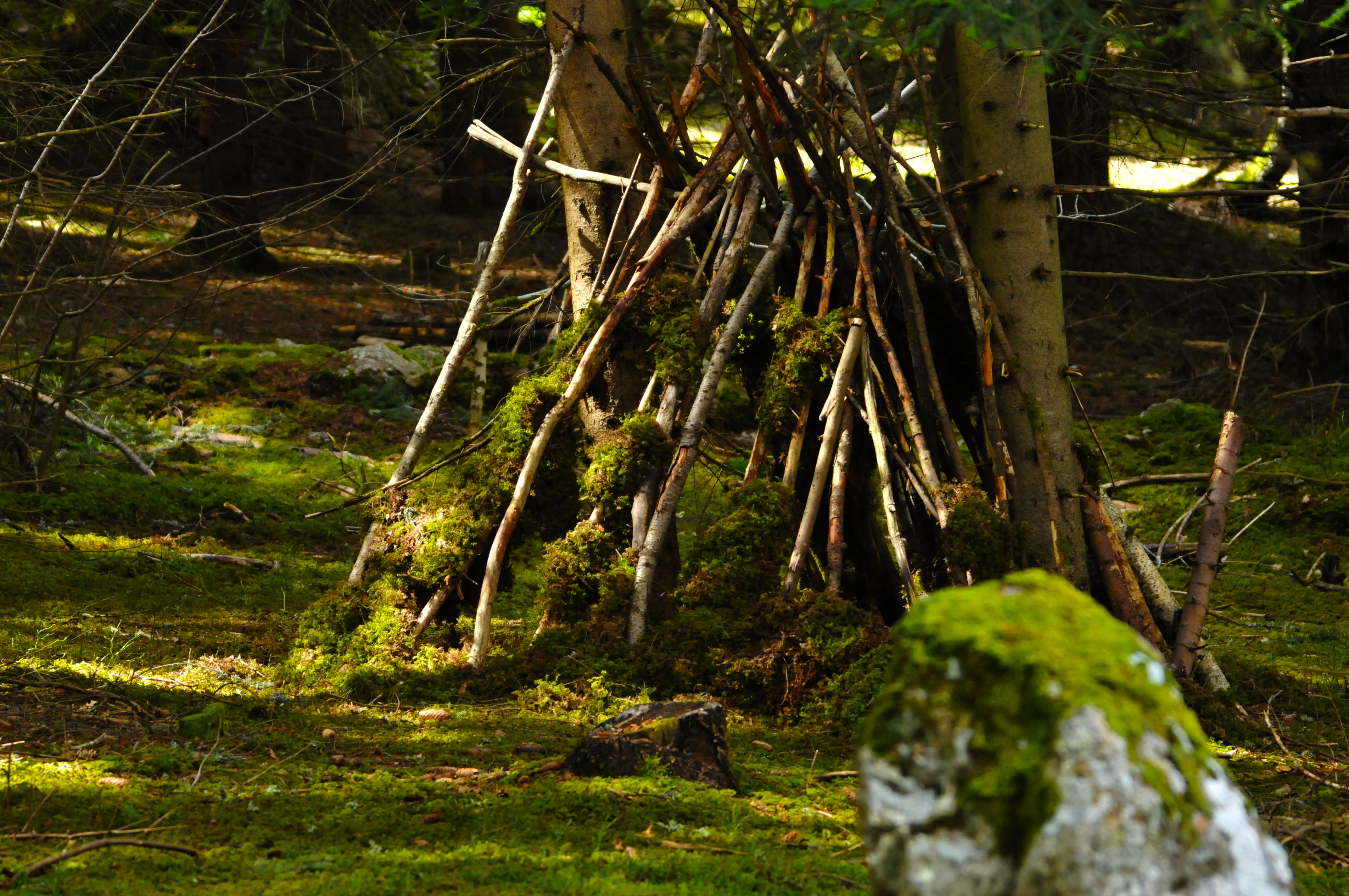 Cabanne foret