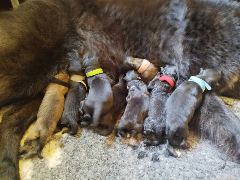 Chiots-d-Eleonore