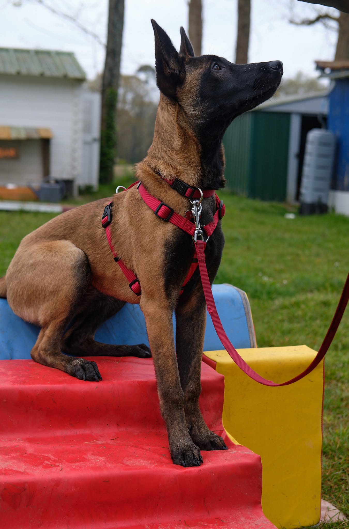 Ava, une magnifique femelle malinoise en pleine séance d'éducation au club SPECA