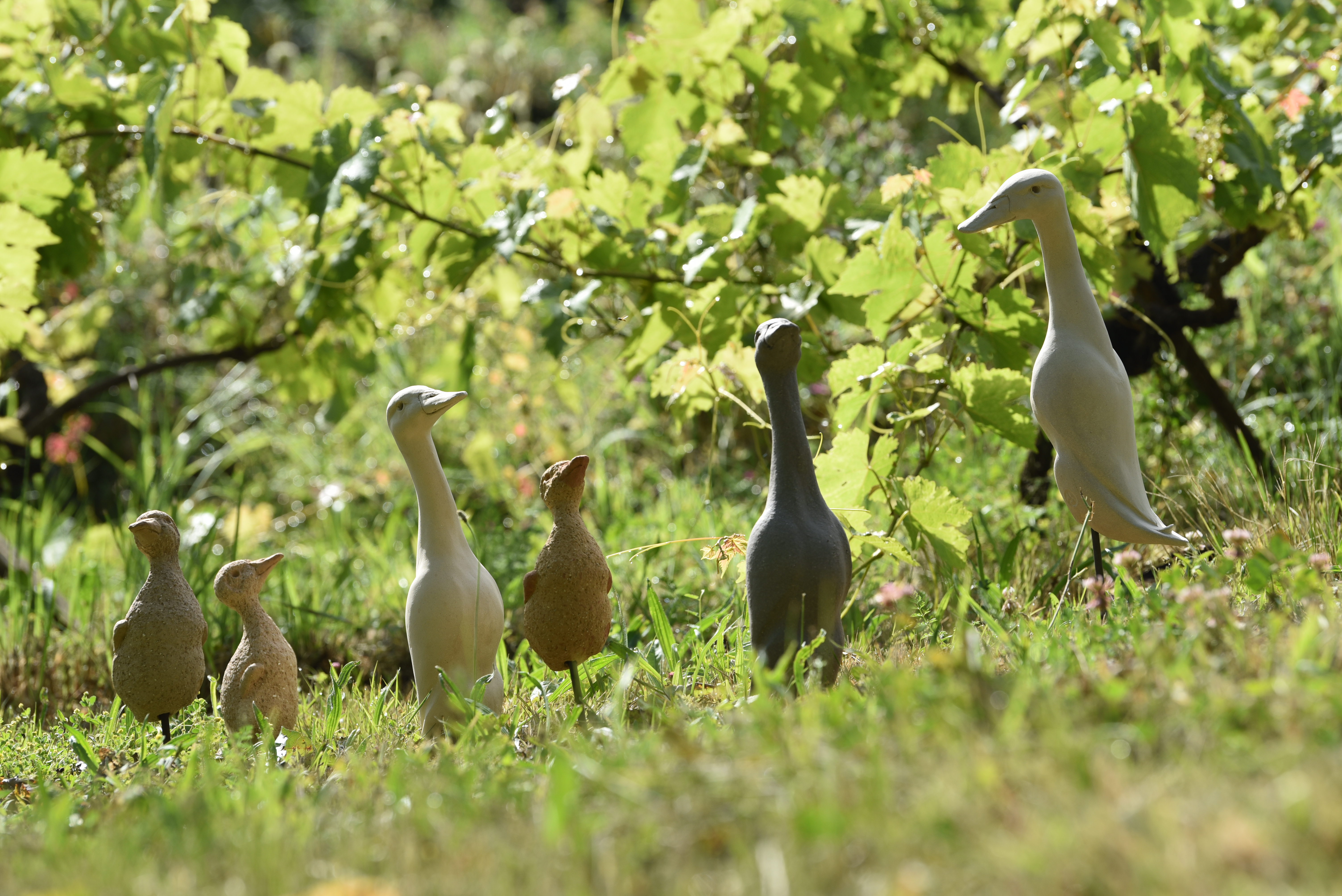 Canards groupe2