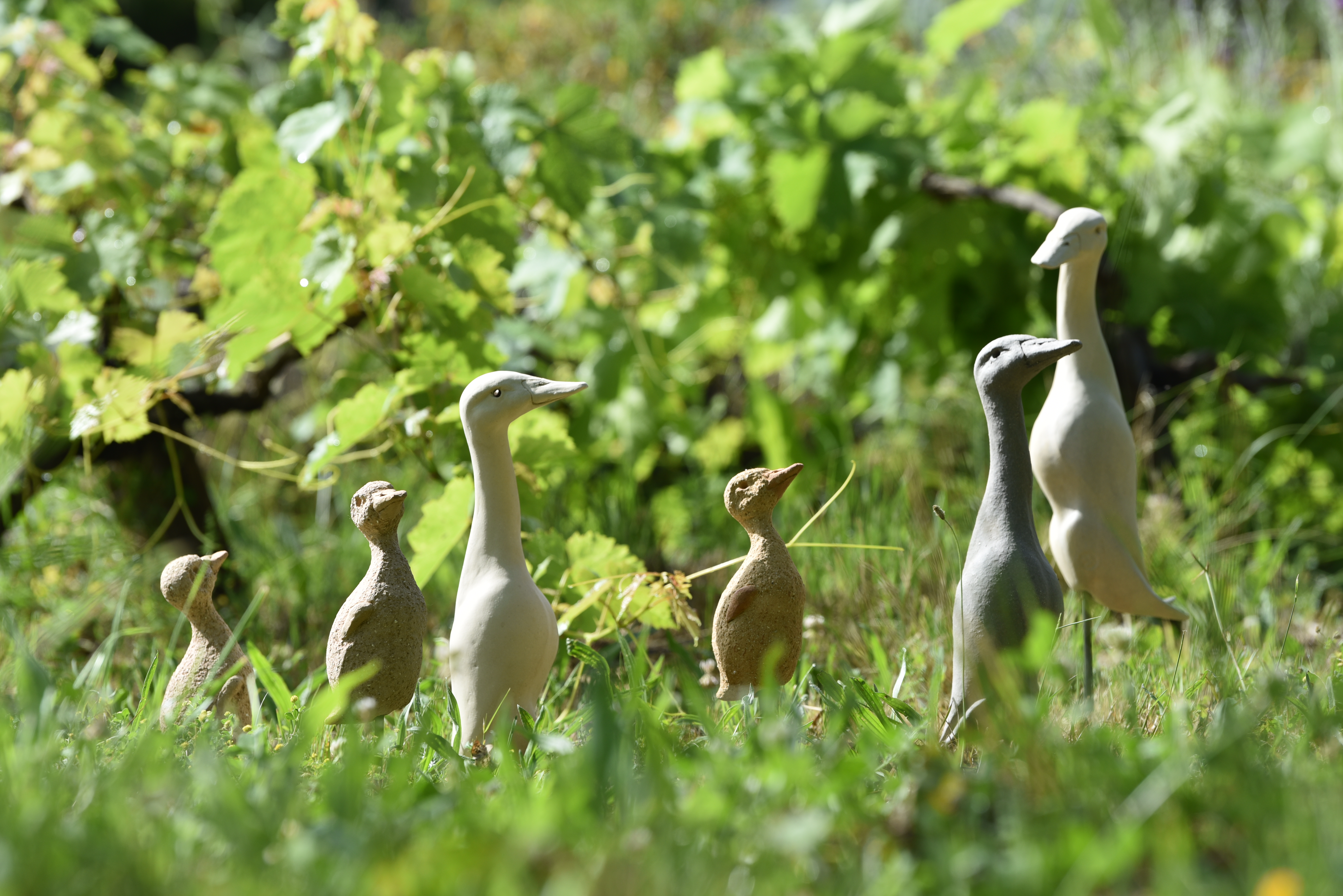 Canards groupe3