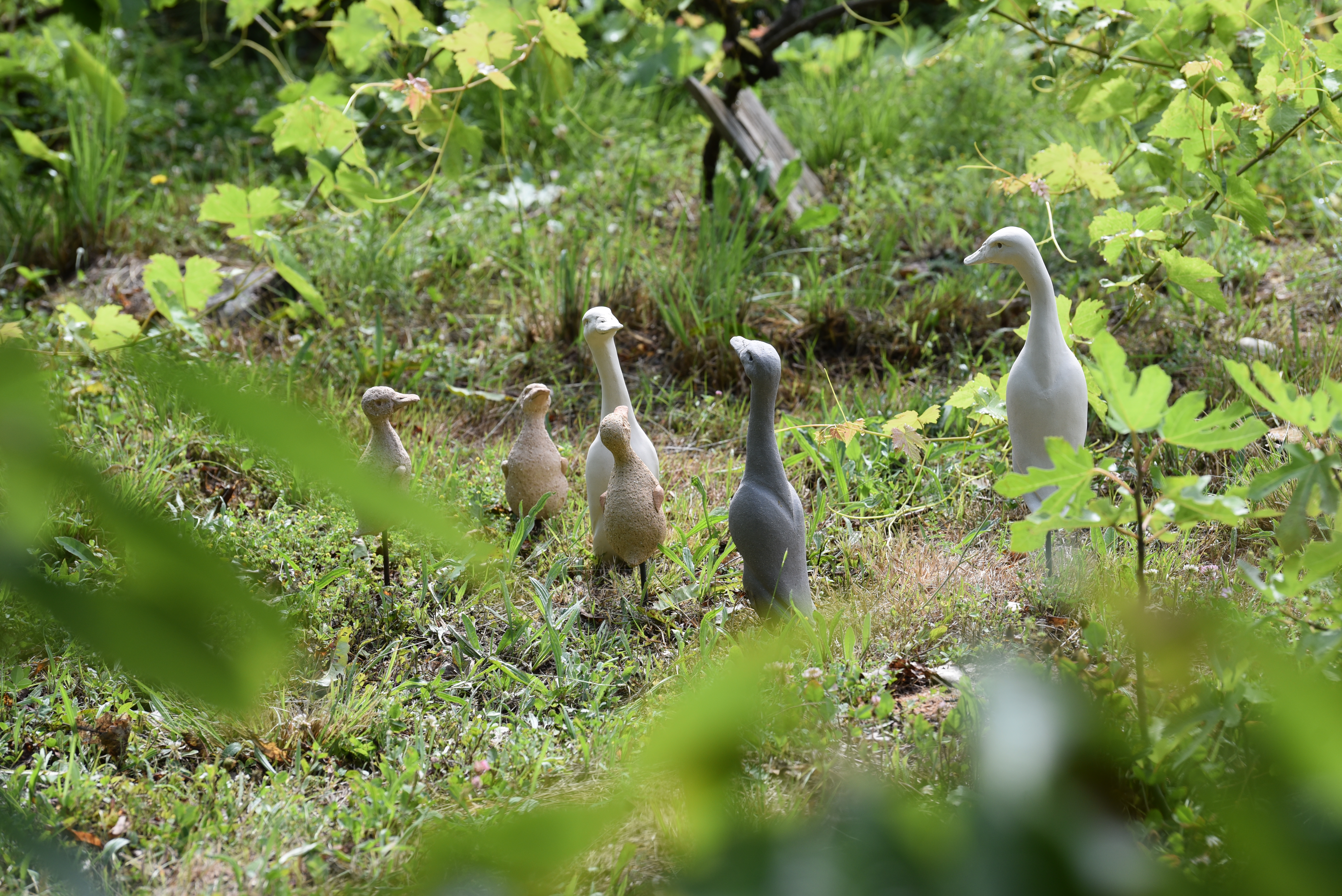 Canards groupe5