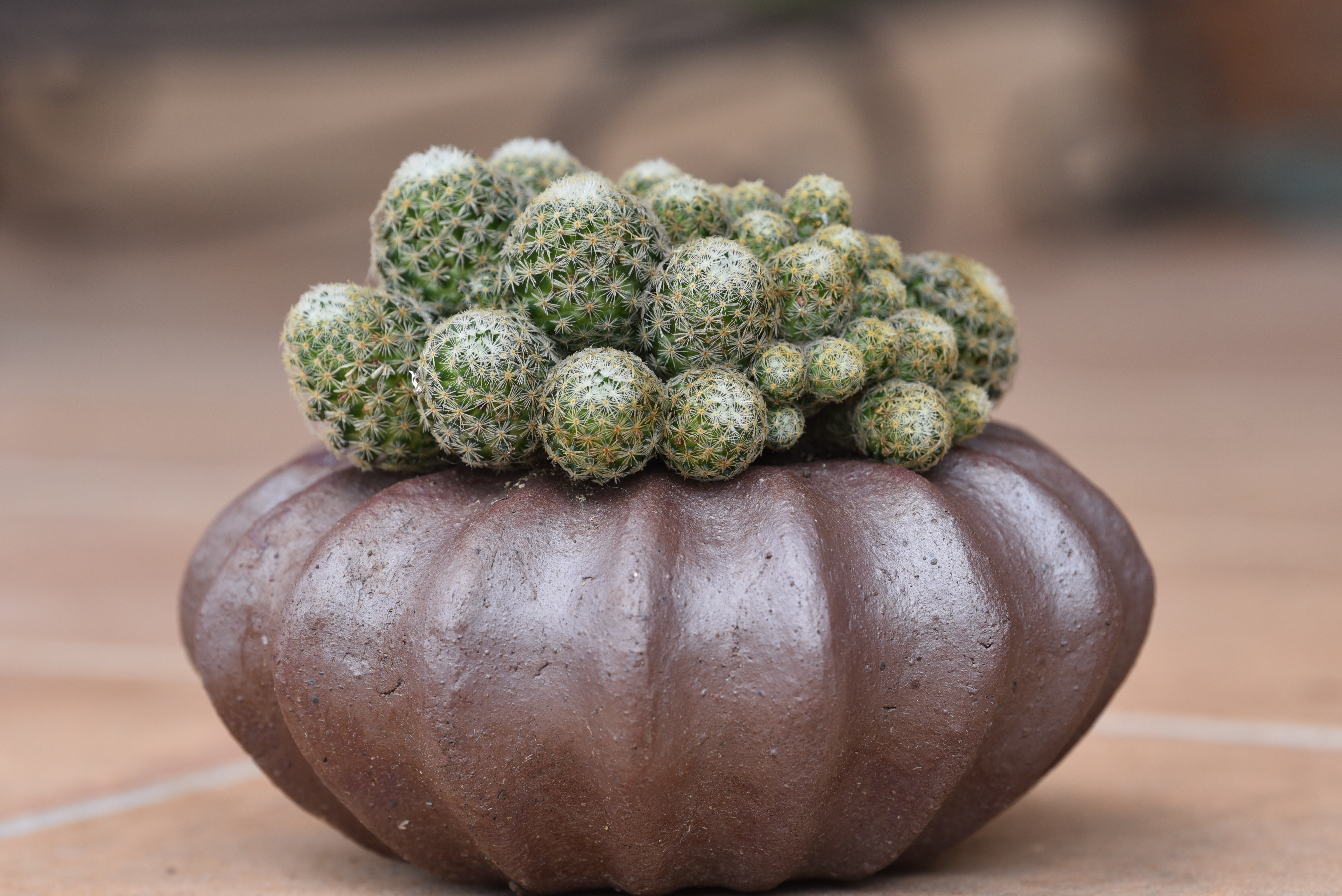 Pot citrouille cactus