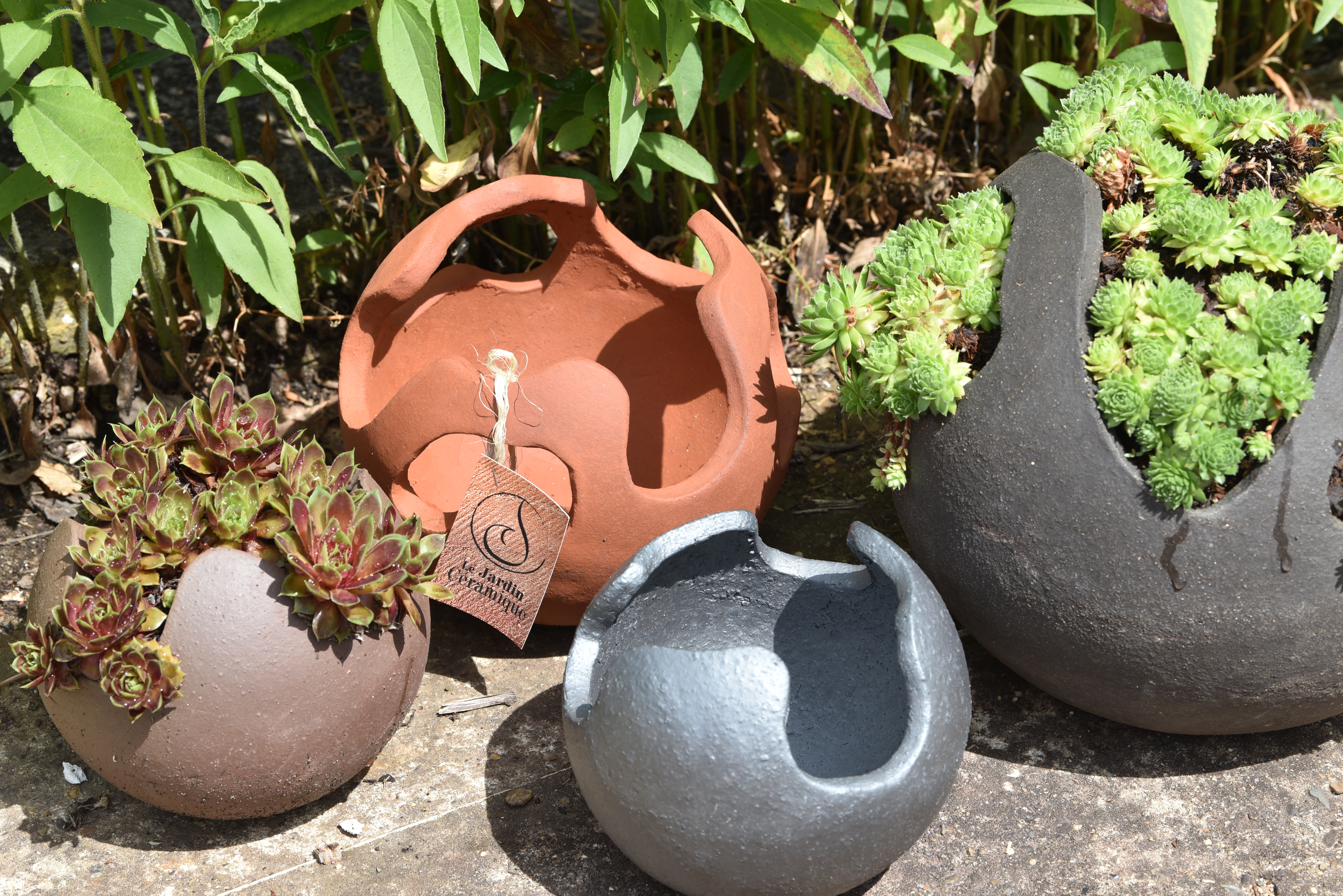 Pot joubarbes assortiment