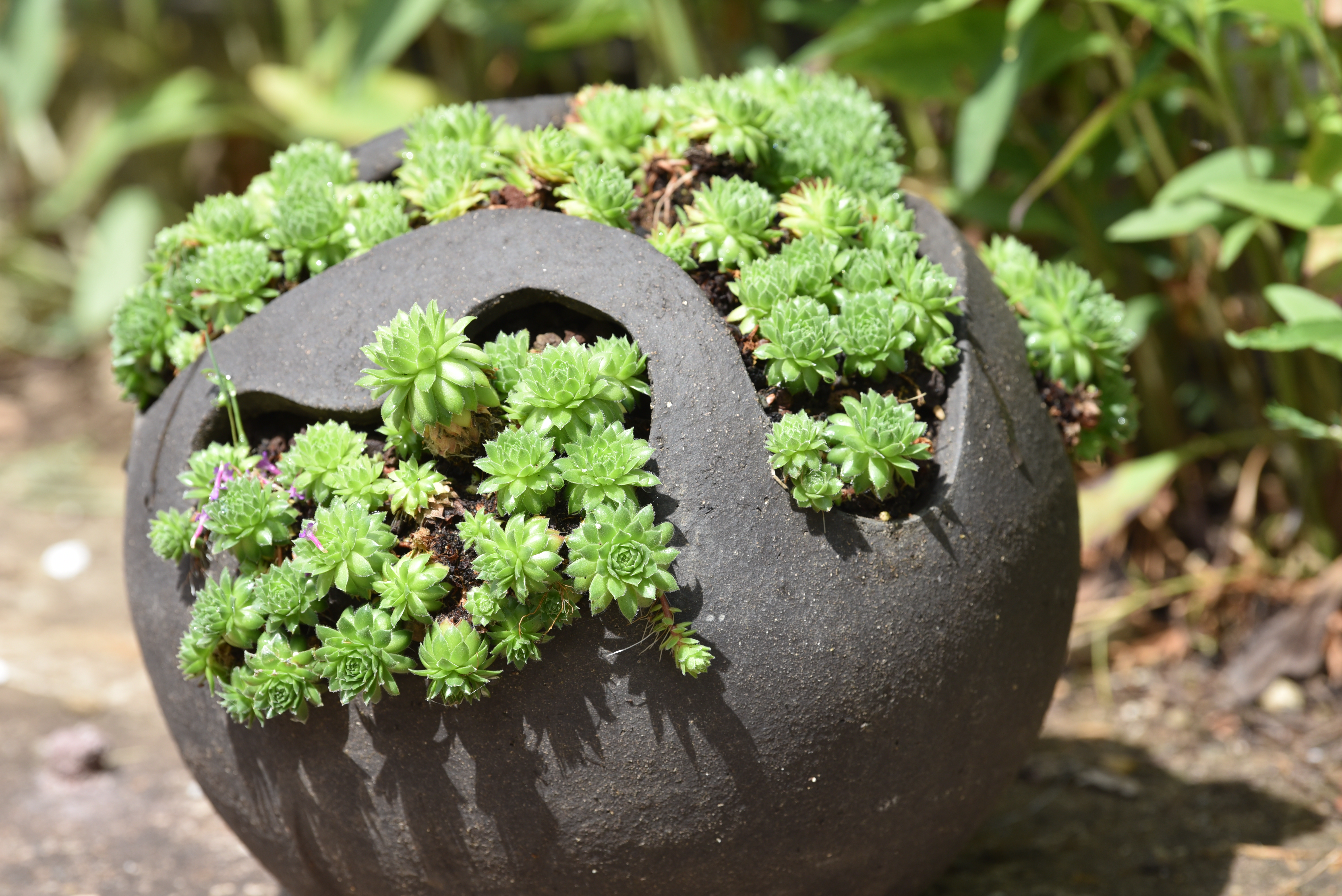 Pot joubarbes