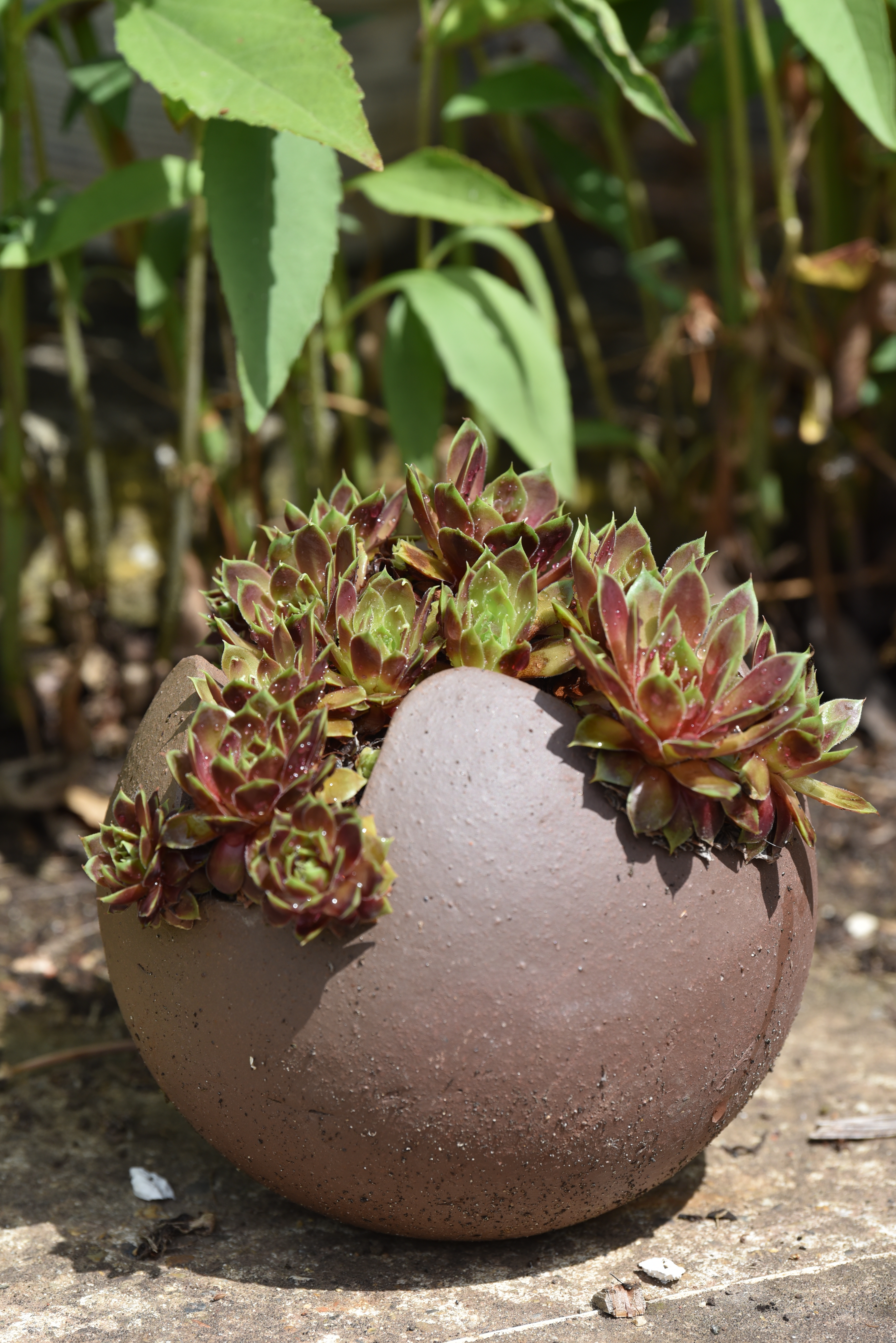 Pot joubarbes2