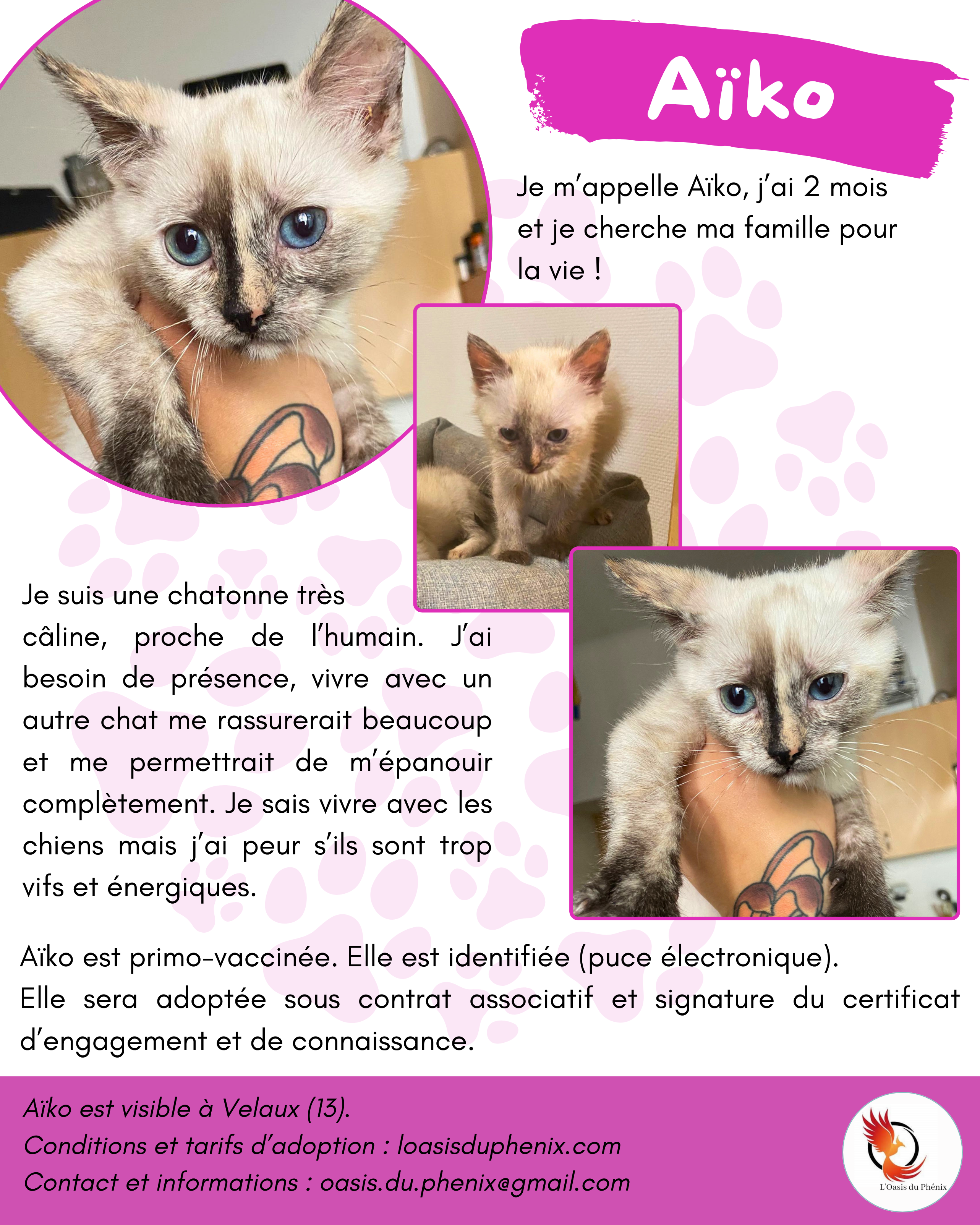Chaton-Aurianne
