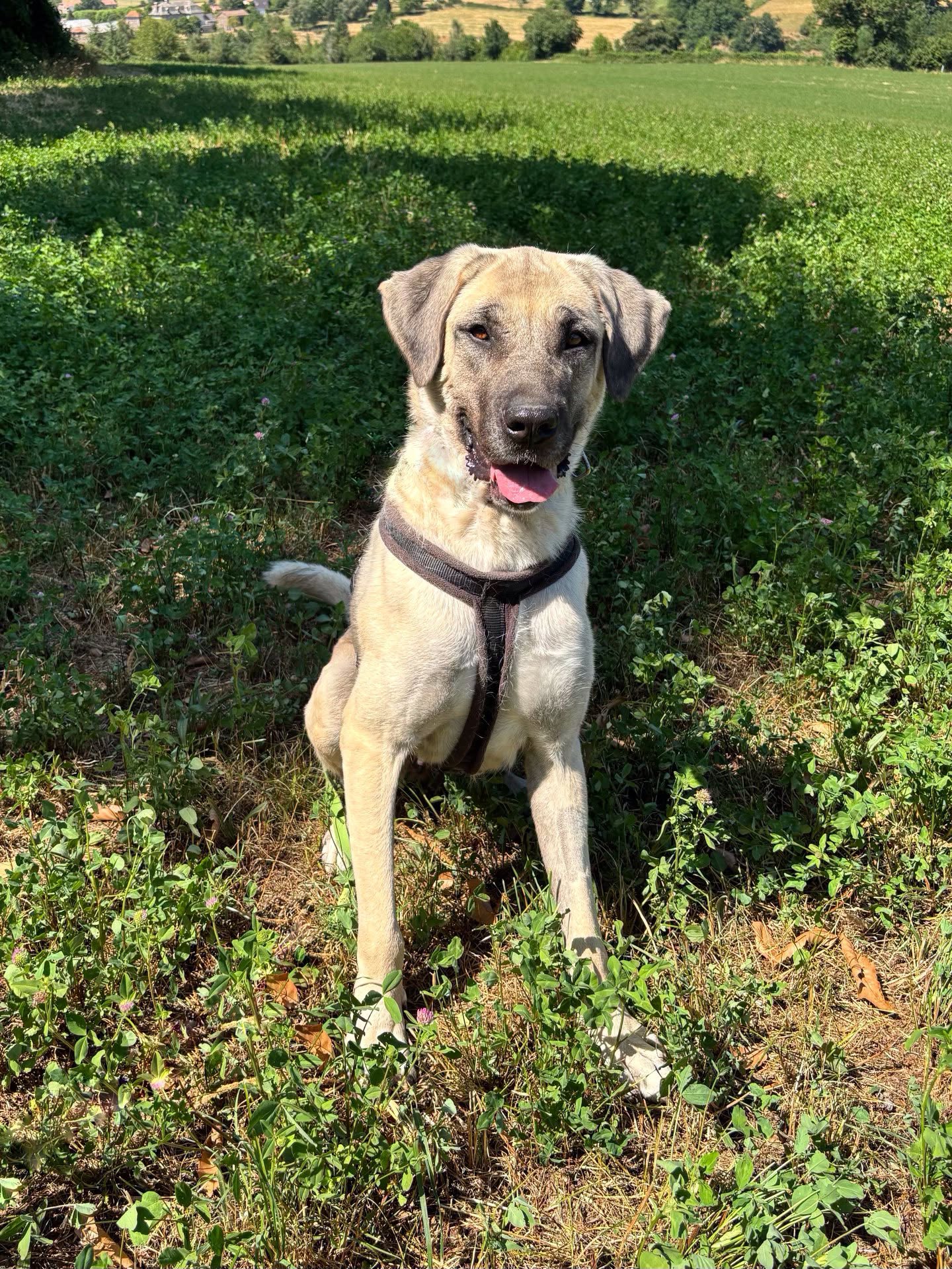 Nala-