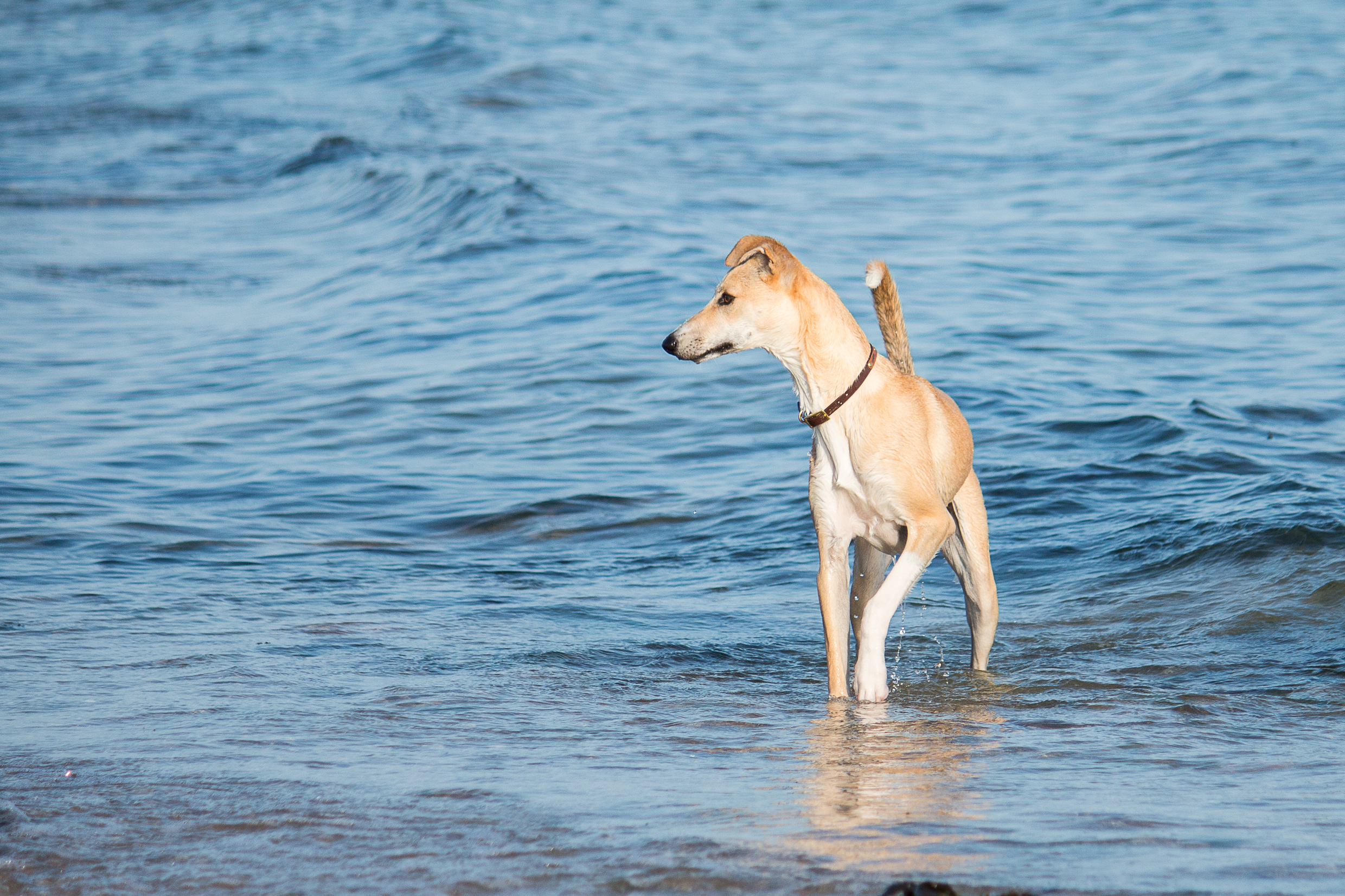 Tarifs consulation d'ostéopathie canine.