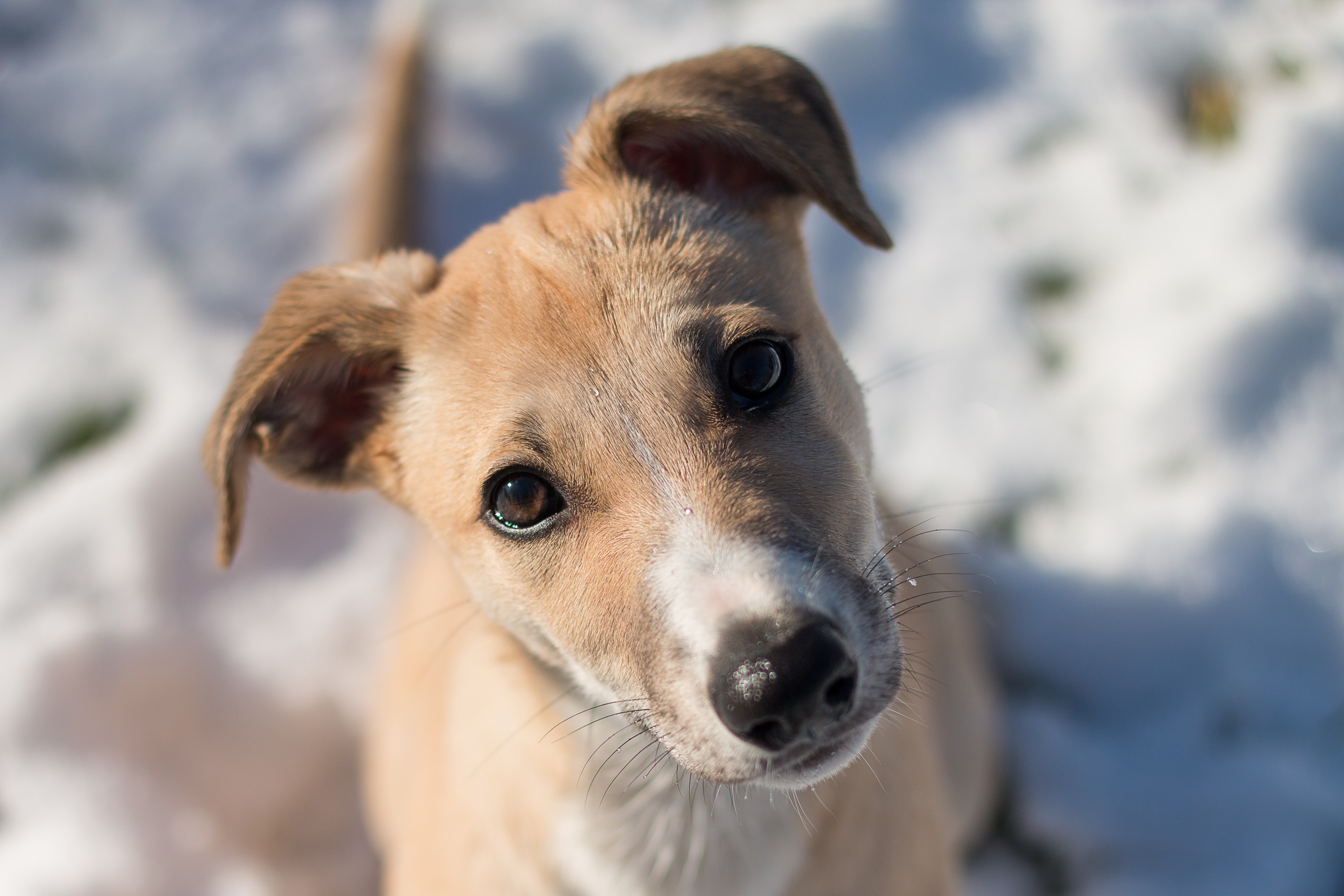 Tarifs consulation d'ostéopathie canine.
