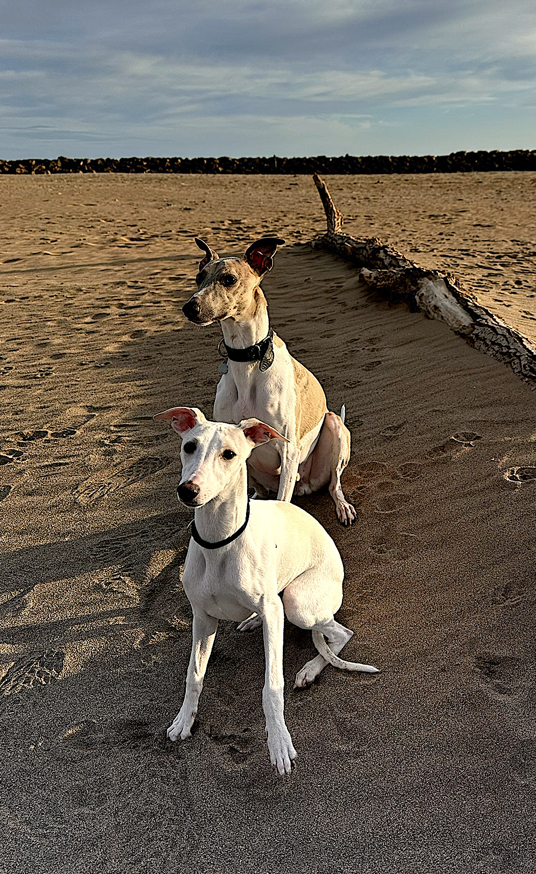 Viki snow assis plage