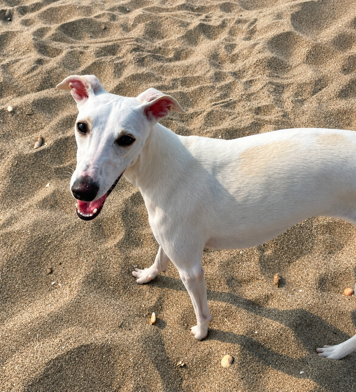 Viki plage