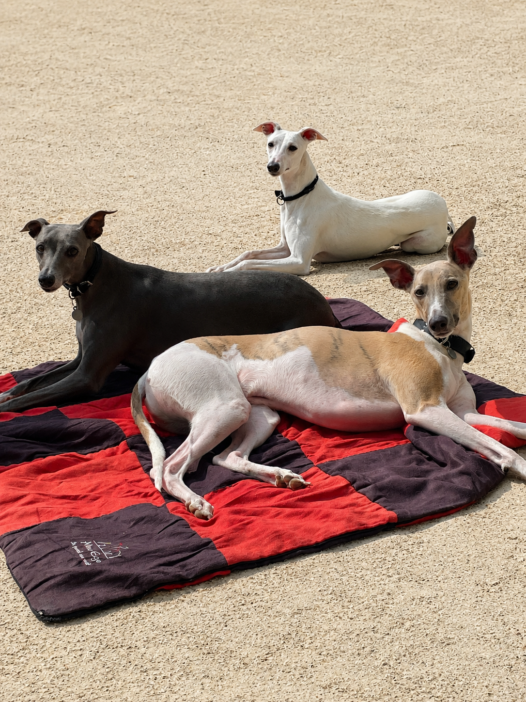 3 chiens panier