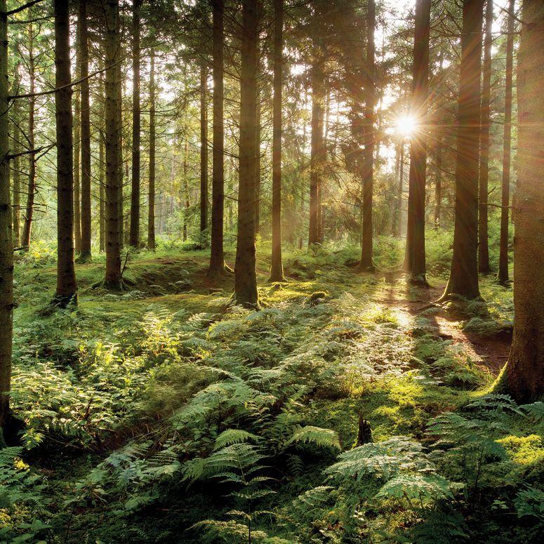 Foret-1