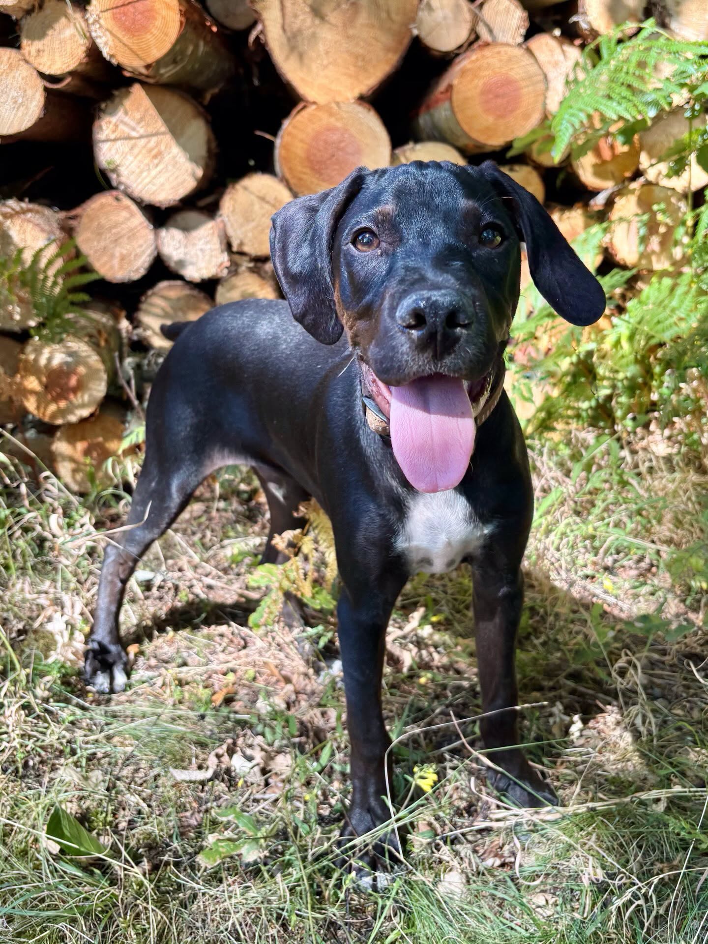 Bosco-