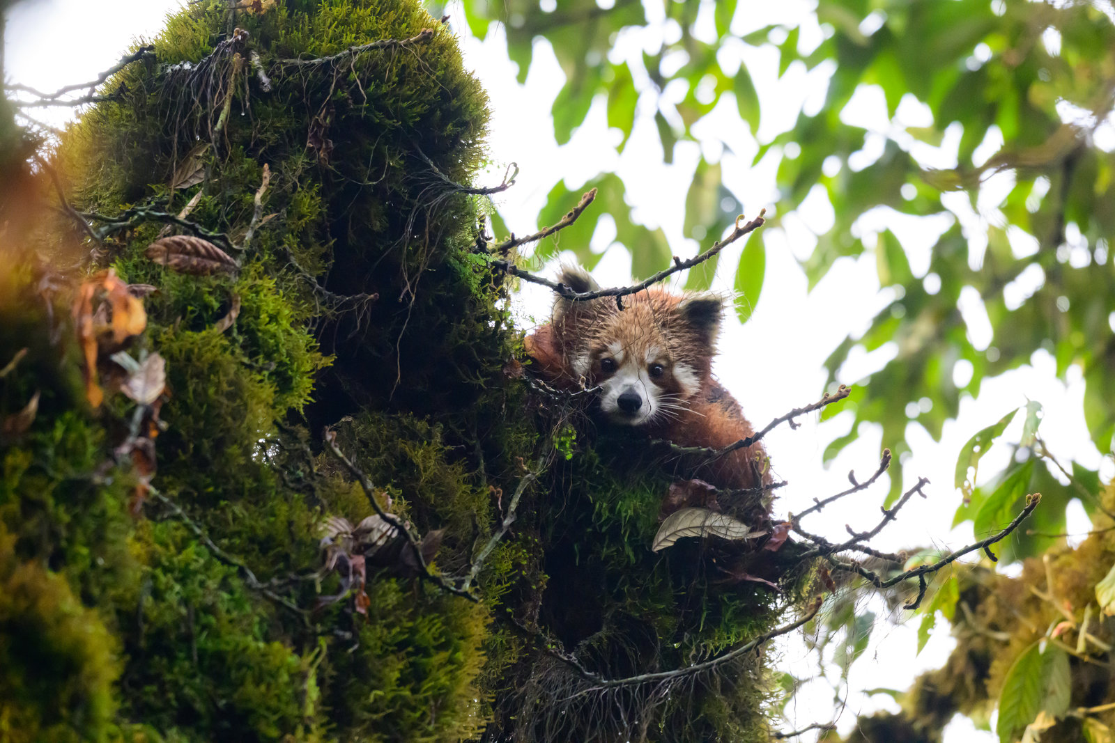 Dsc 1532 resultat