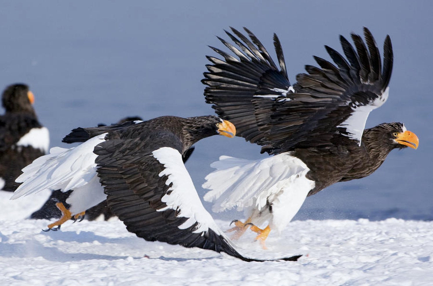 Aigles