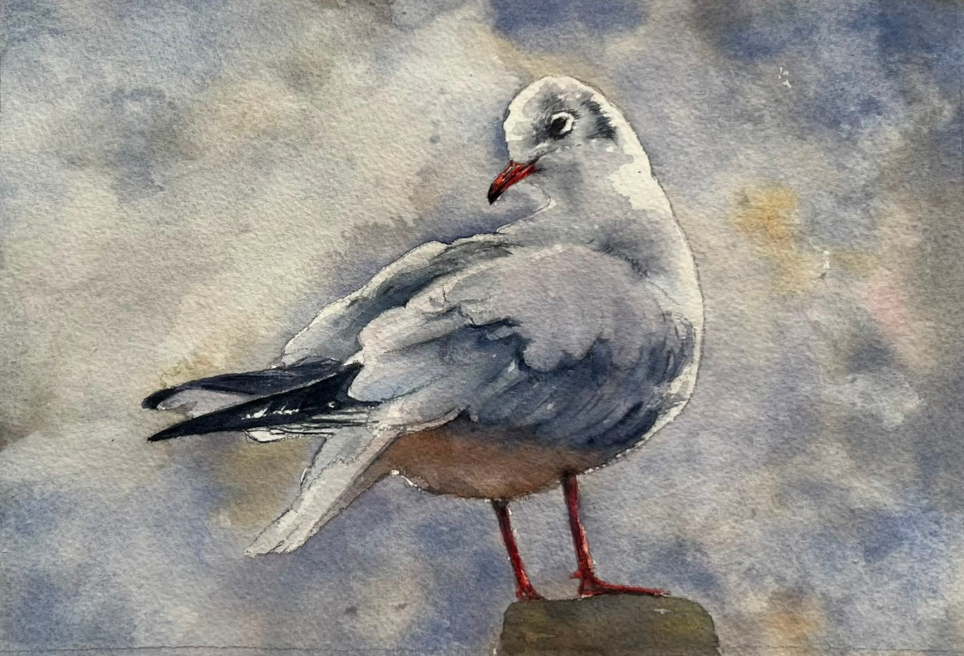 Mouette