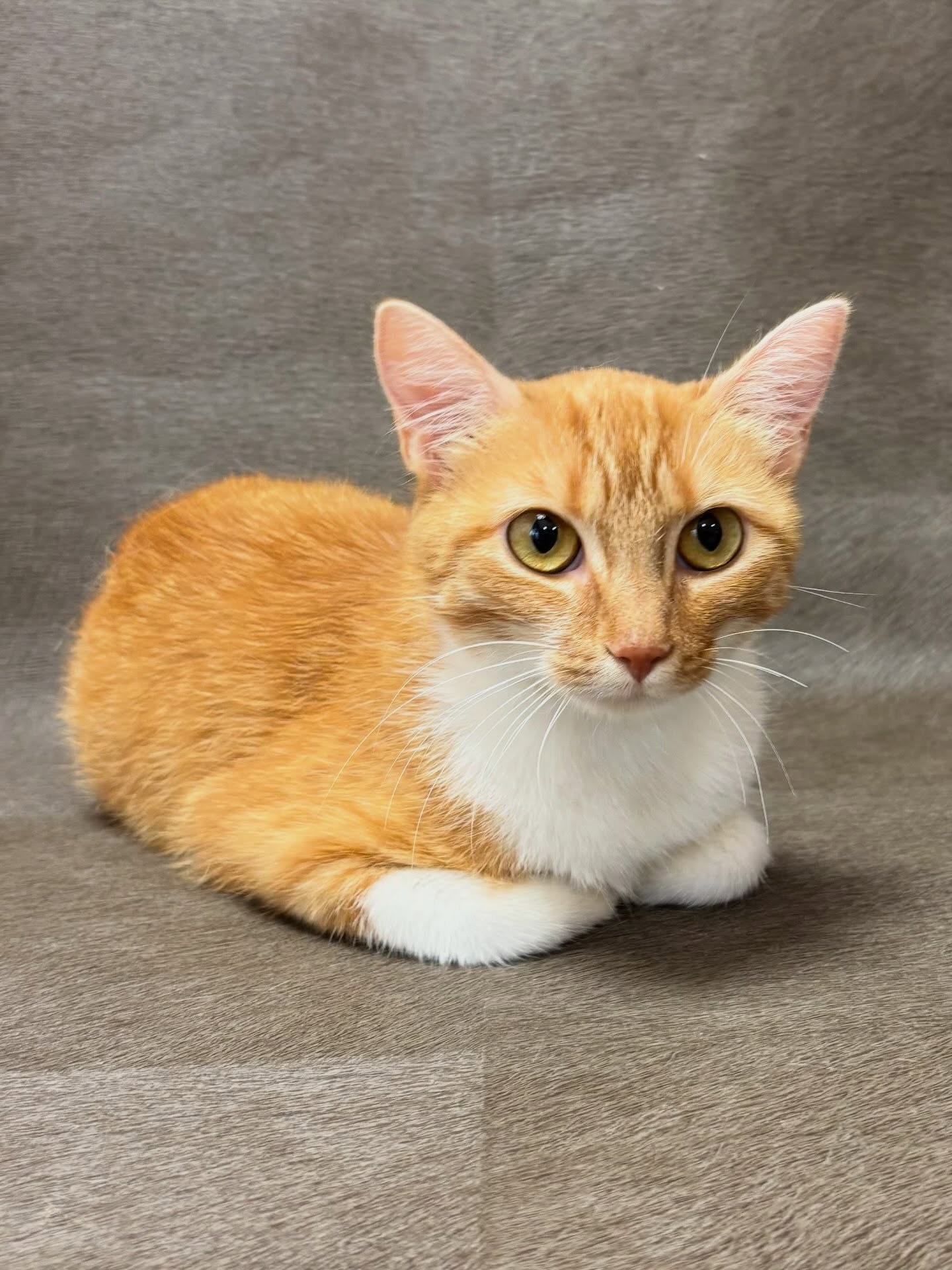 Cannelle-