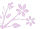 Fleur de cerisier japonais (sakura), symbole de tradition, de respect et de l'esprit des arts martiaux japonais.