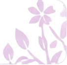 Branche de fleurs de cerisier évoquant le Japon et les valeurs du jujutsu traditionnel pratiqué au TCMS.