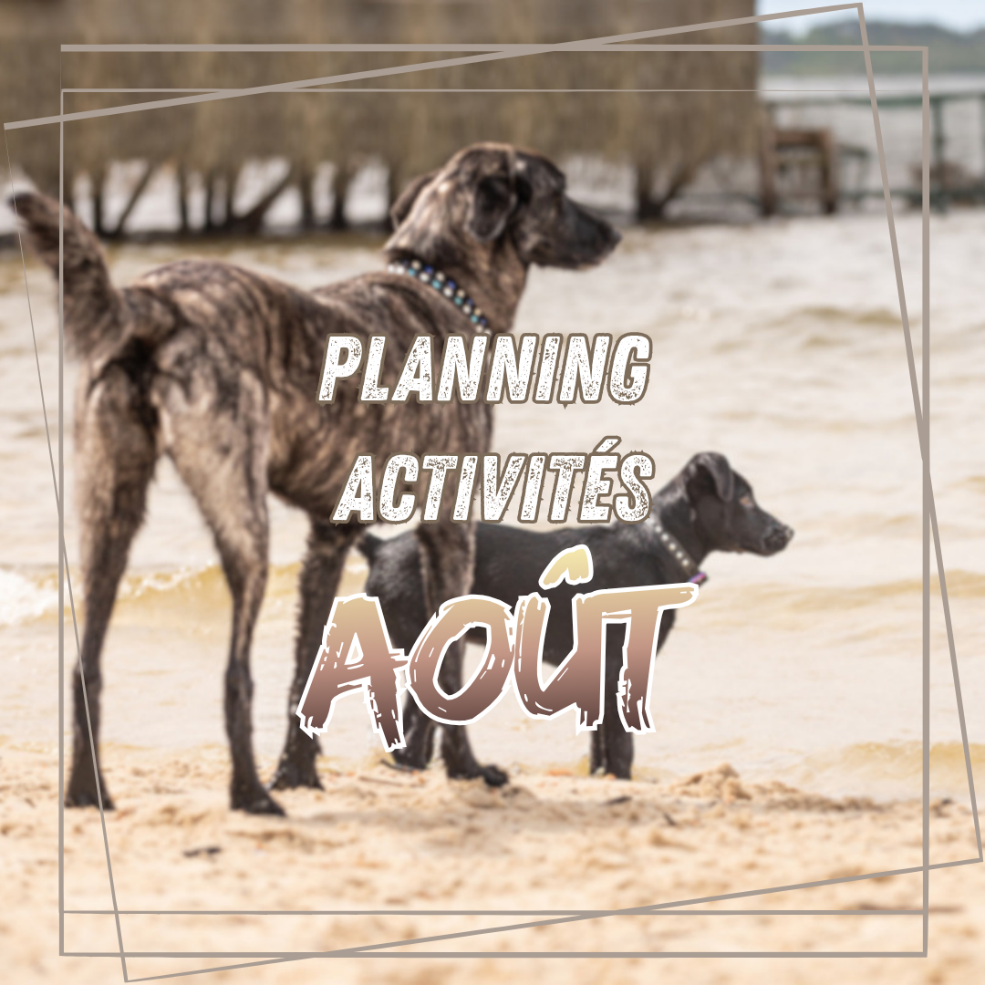 Planning des activités d'Août
