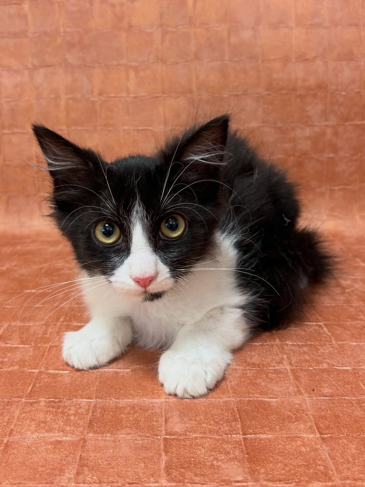 Berlioz
