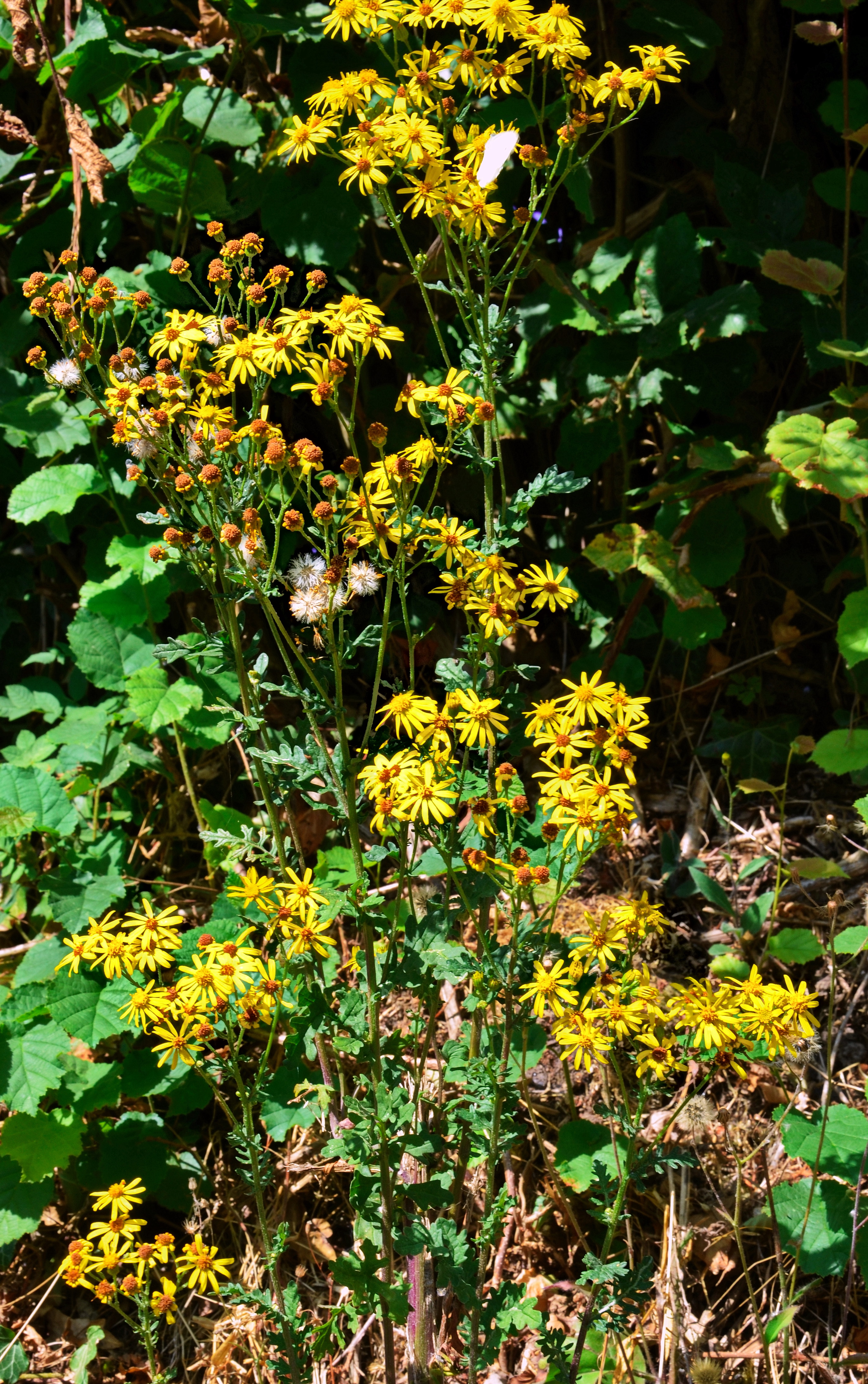 Senecon-Jacobee-plante-Web-01