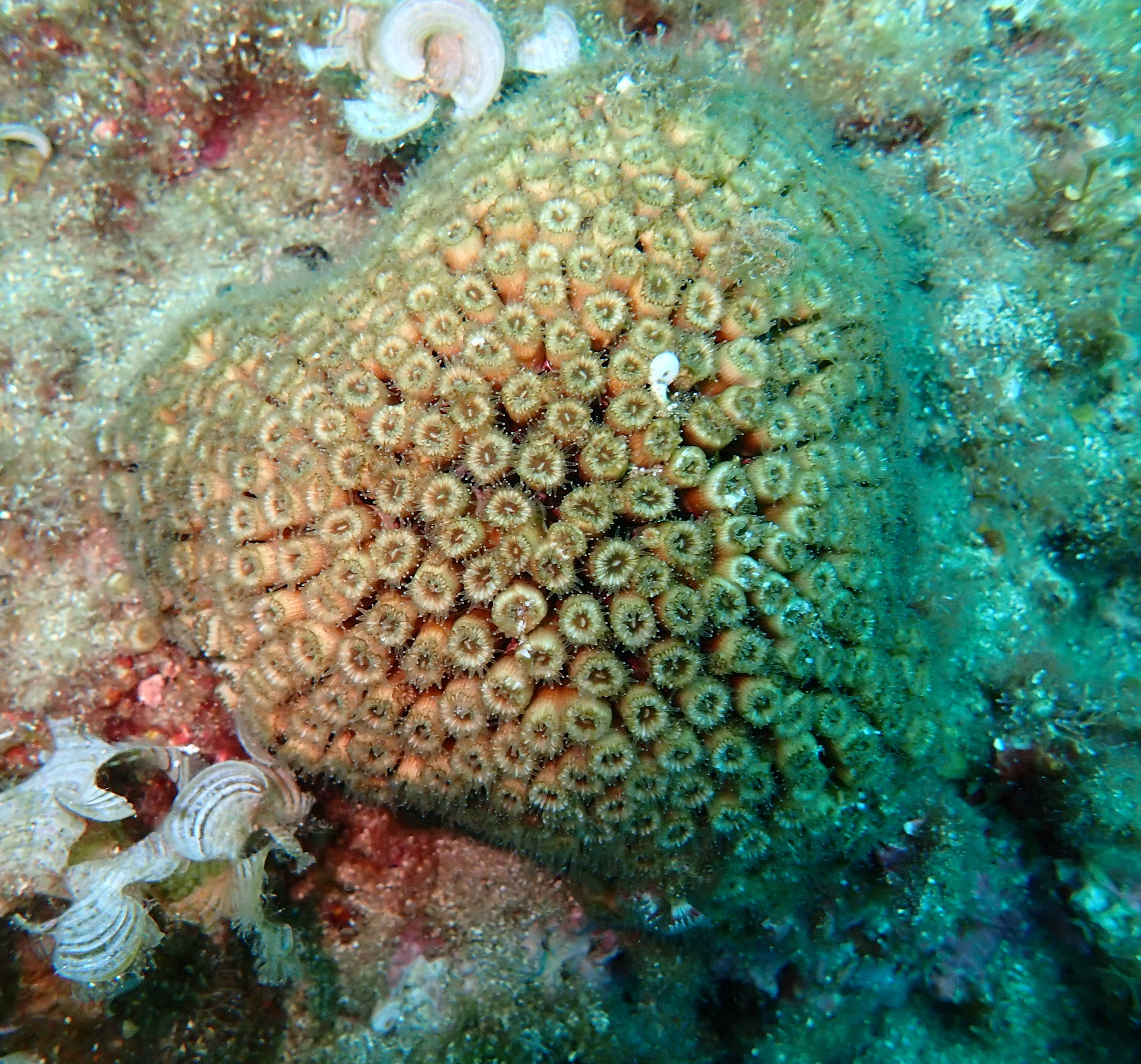 Colonie de corail cladocora en forme de coeur