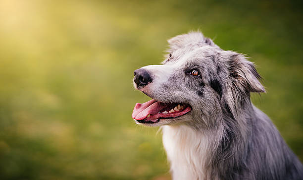 Istockphoto 2222045884 612x612