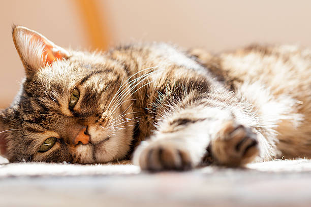 Istockphoto 471946589 612x612