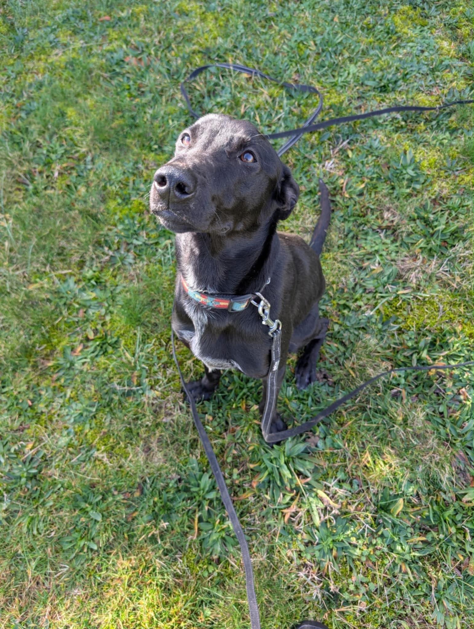KOA