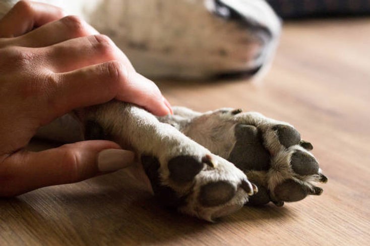 L’euthanasie animale : un moment délicat, un accompagnement essentiel