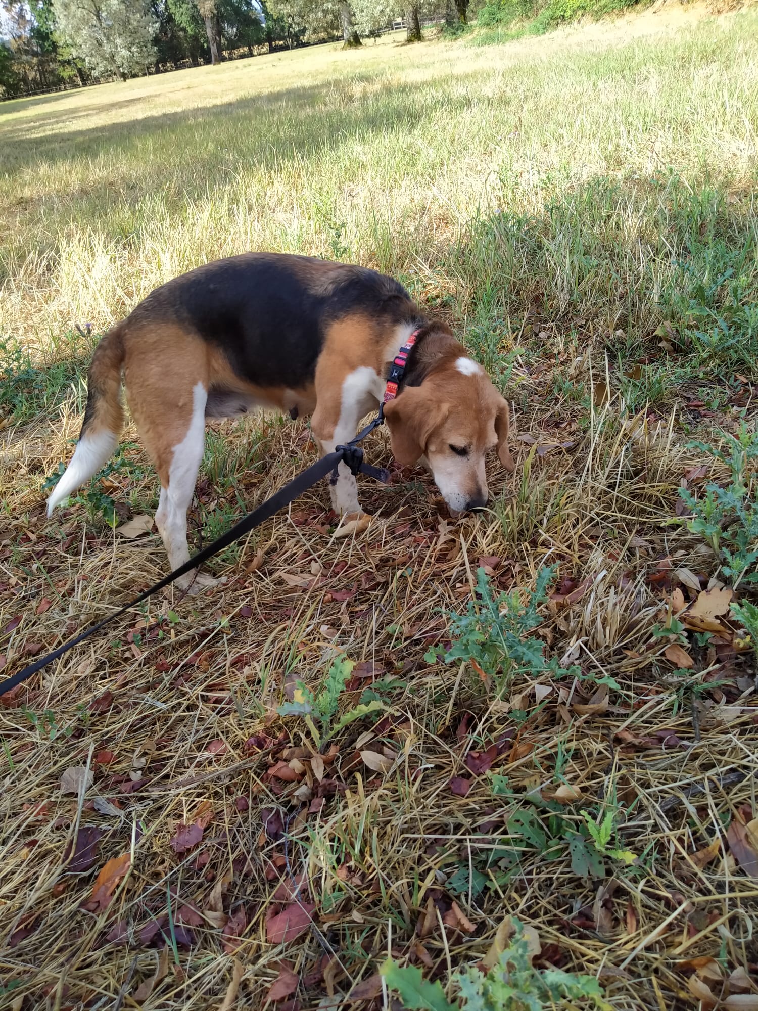 Hera