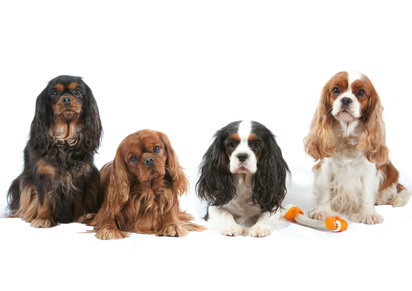 Fotolia 35712475 XS