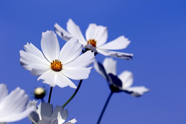 Cette image montre en gros plan la fleur d'une marguerite, pétales ouverts en grand, devant un ciel bleu et luminuex.