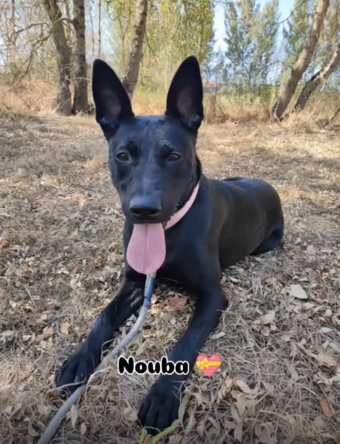 Nouba