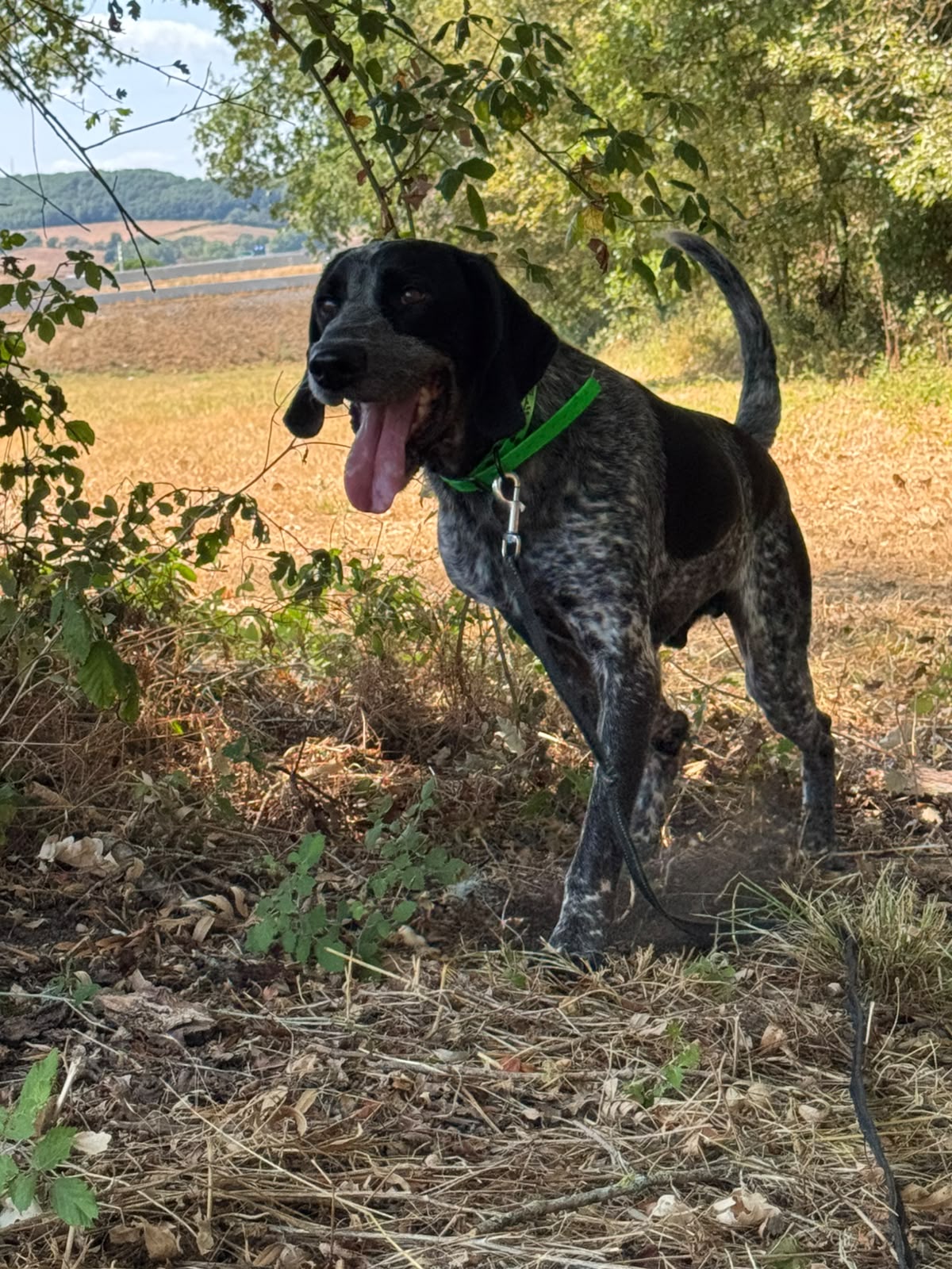 Paco