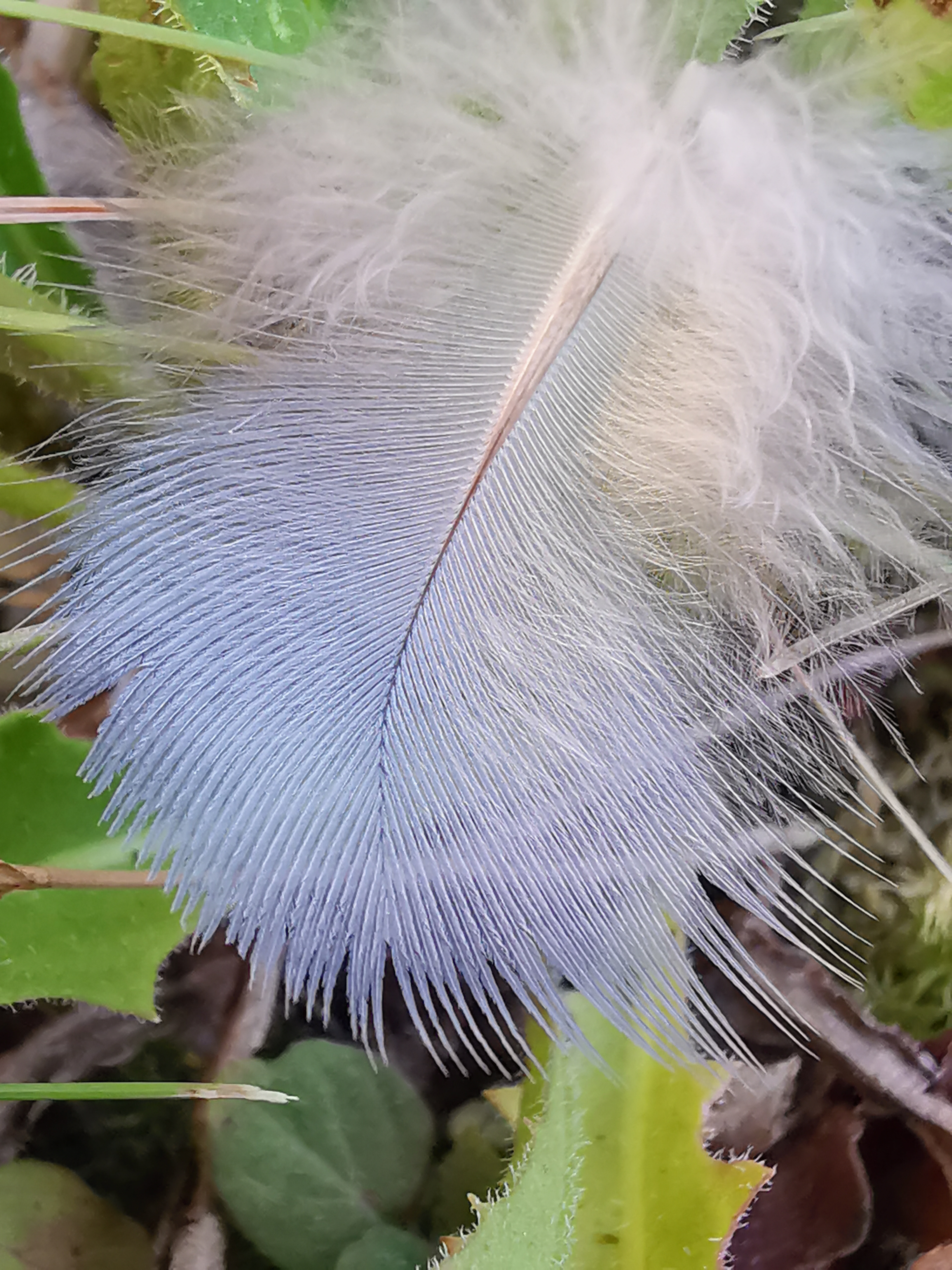 Feder, Leichtigkeit, Makro, Geheimnis