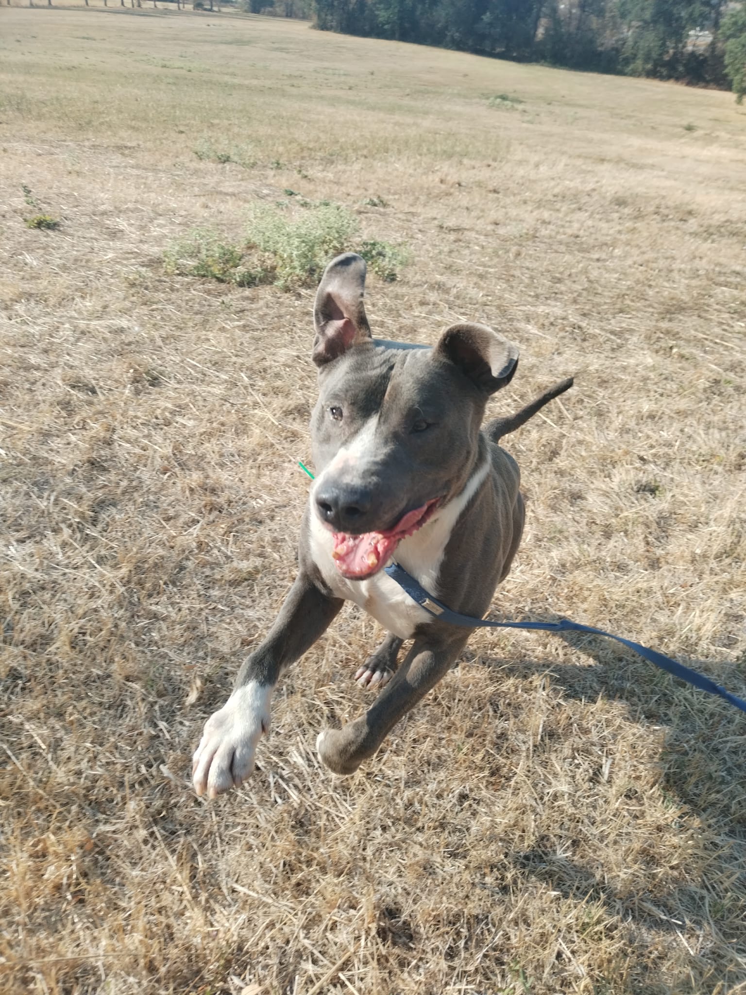 Fayko