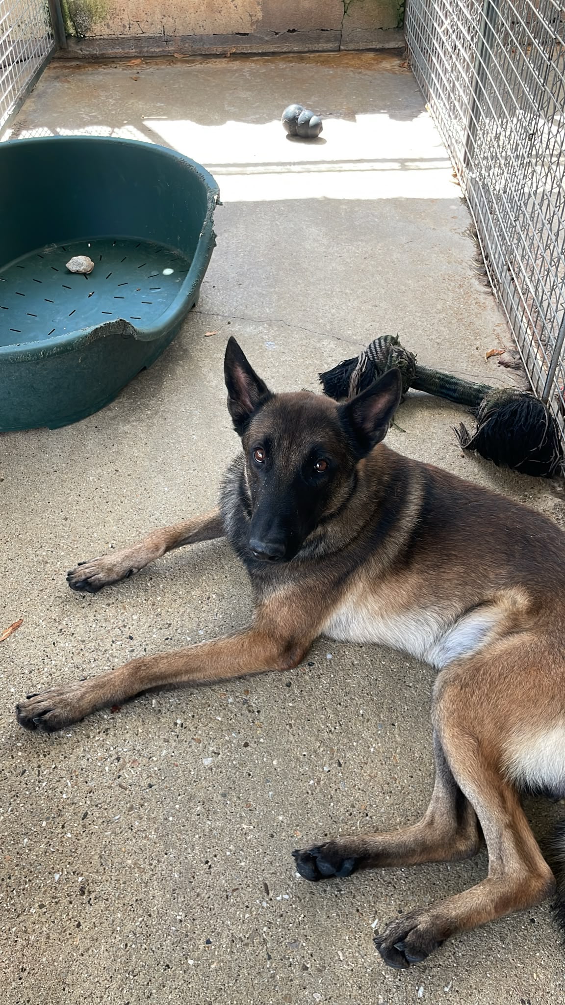 Koda